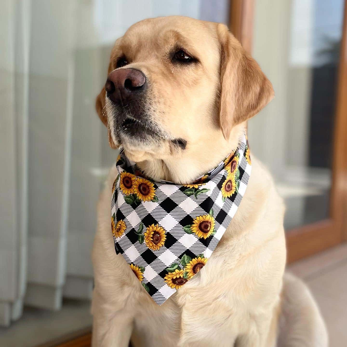Happy puppy with accessories