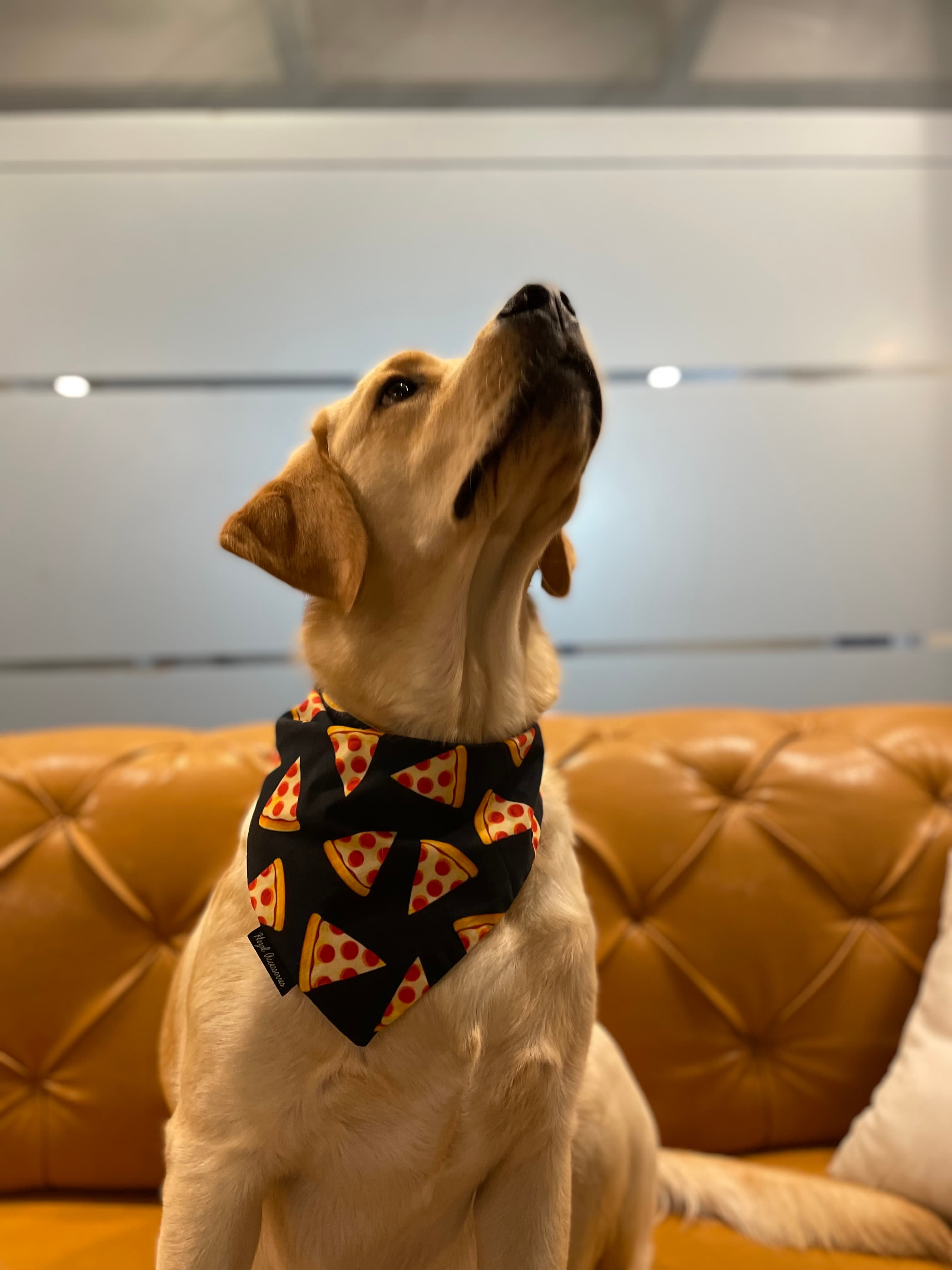 I love pizza tie on bandana 