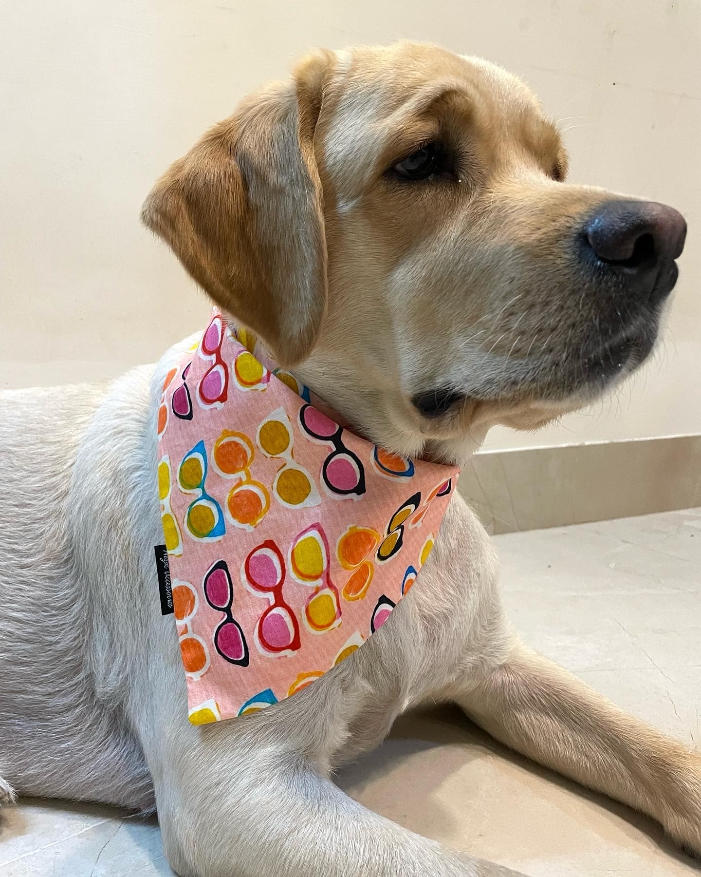 Colourful sun glasses tie on bandana 