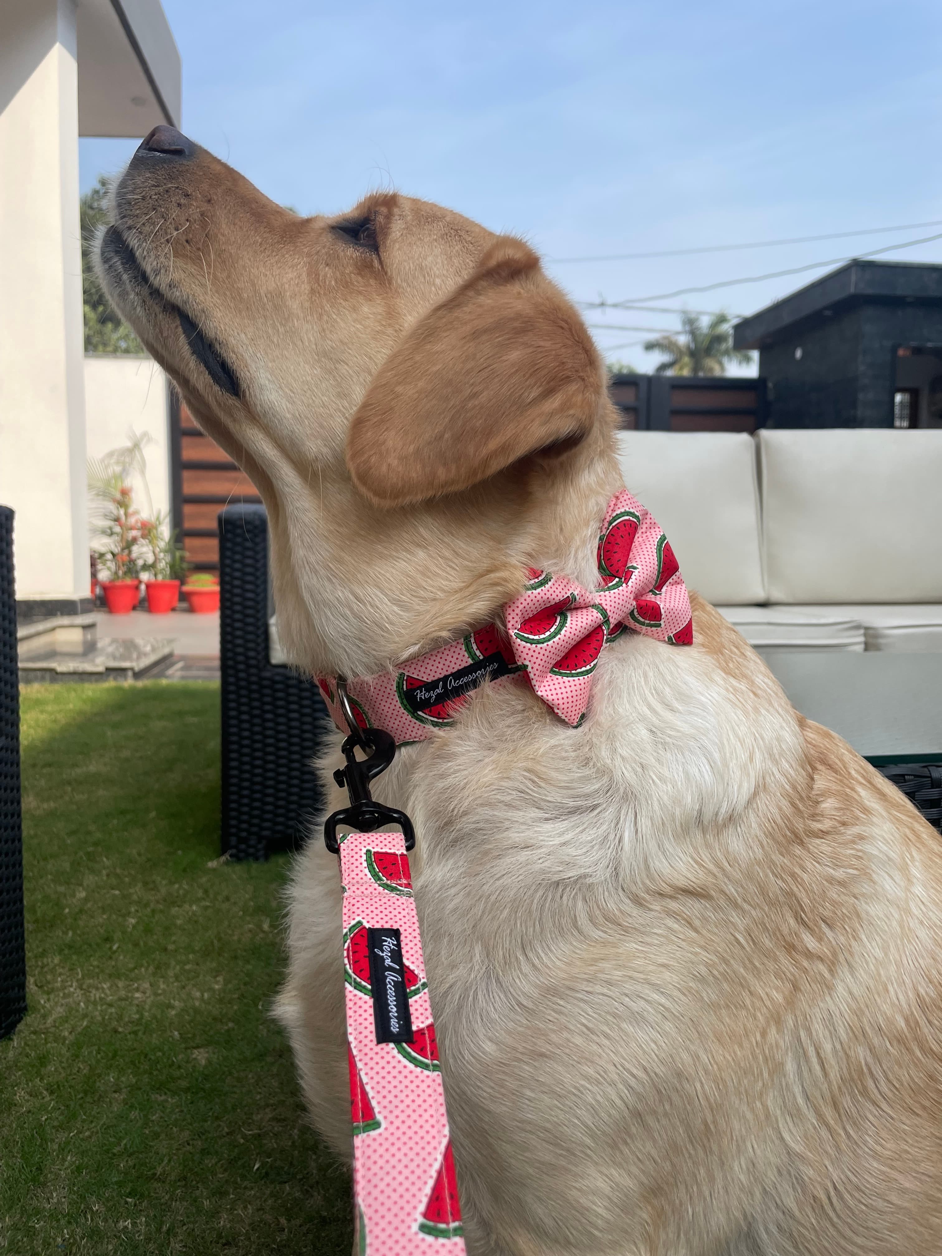 Watermelon collar - leash set  image 3