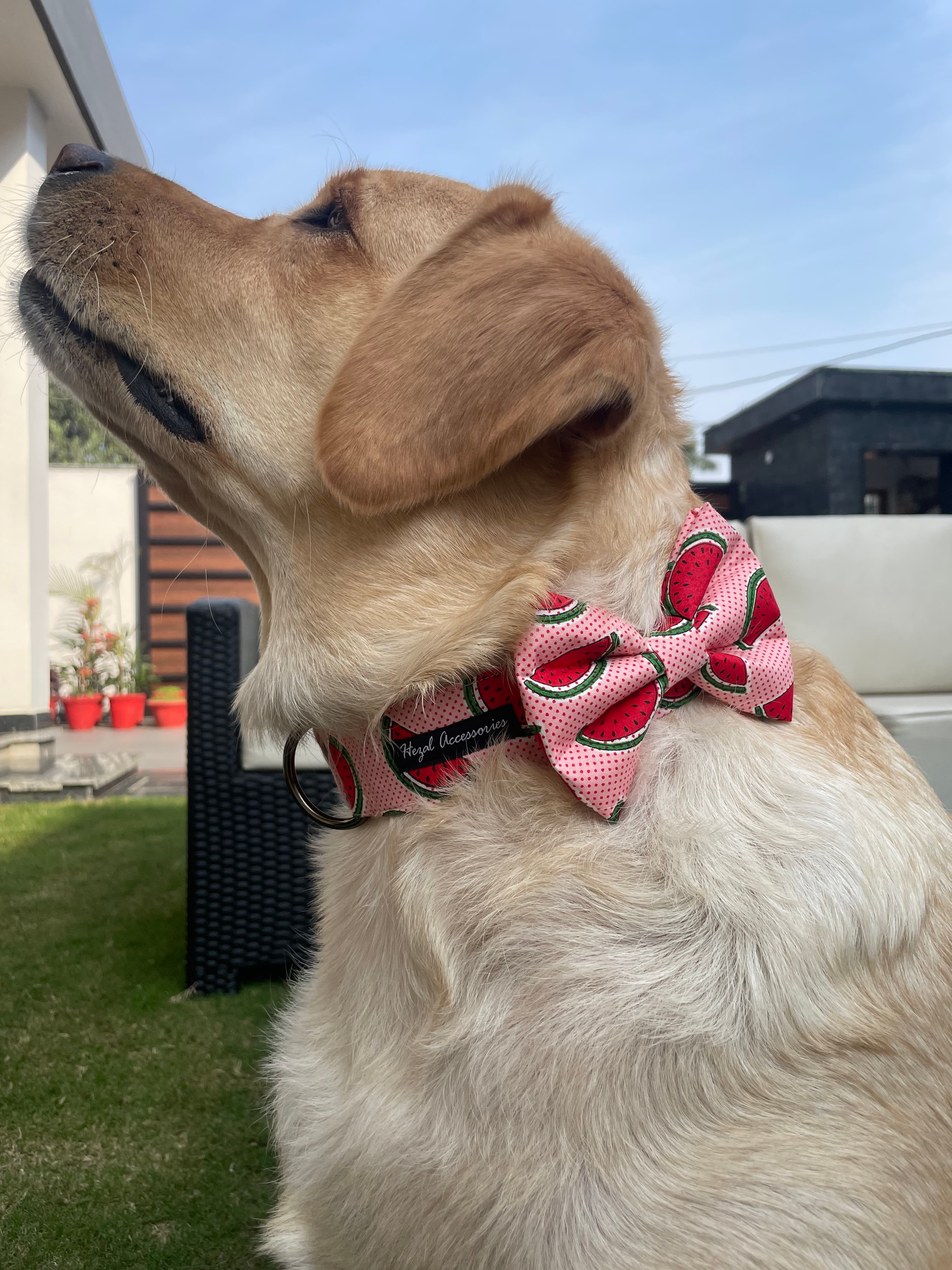 Watermelon collar - leash set  image 2