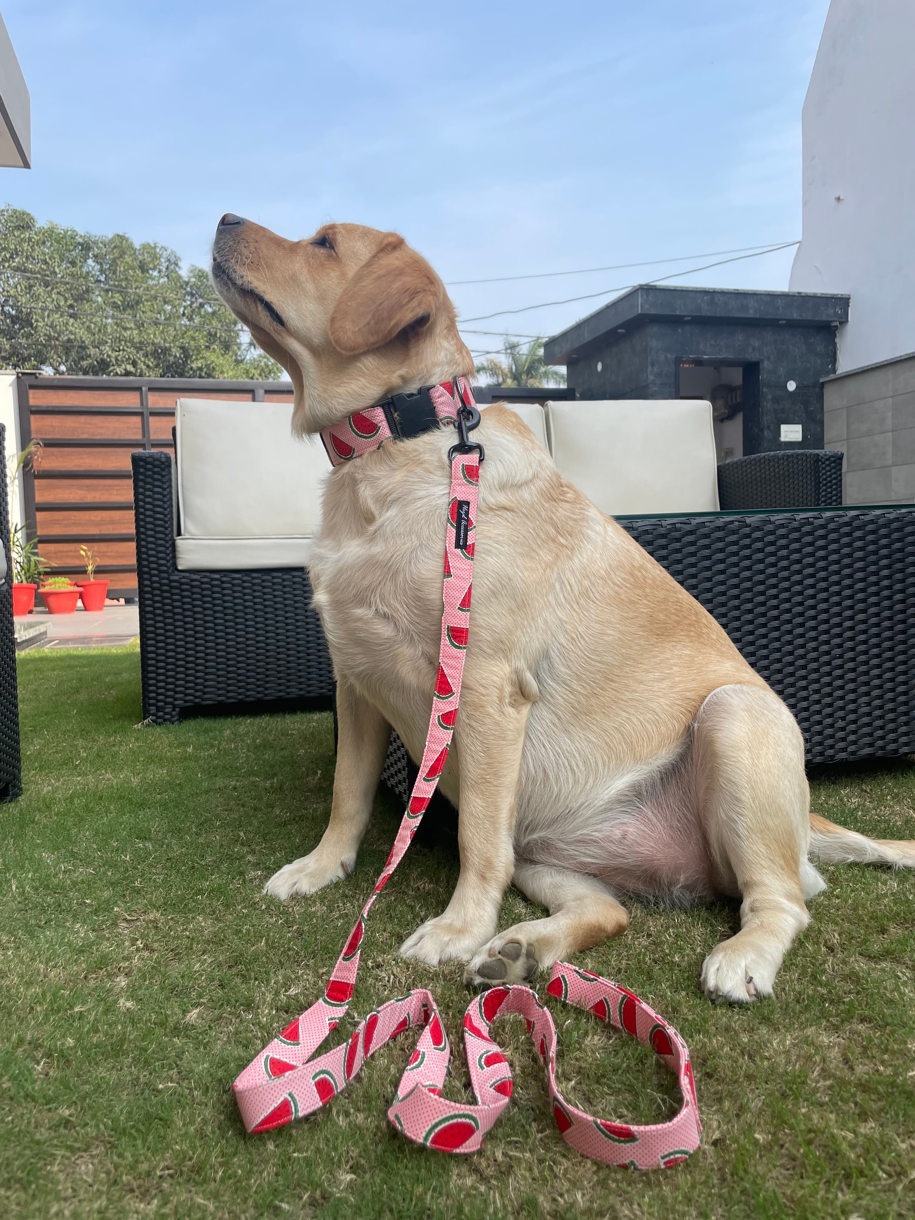 Watermelon collar - leash set 