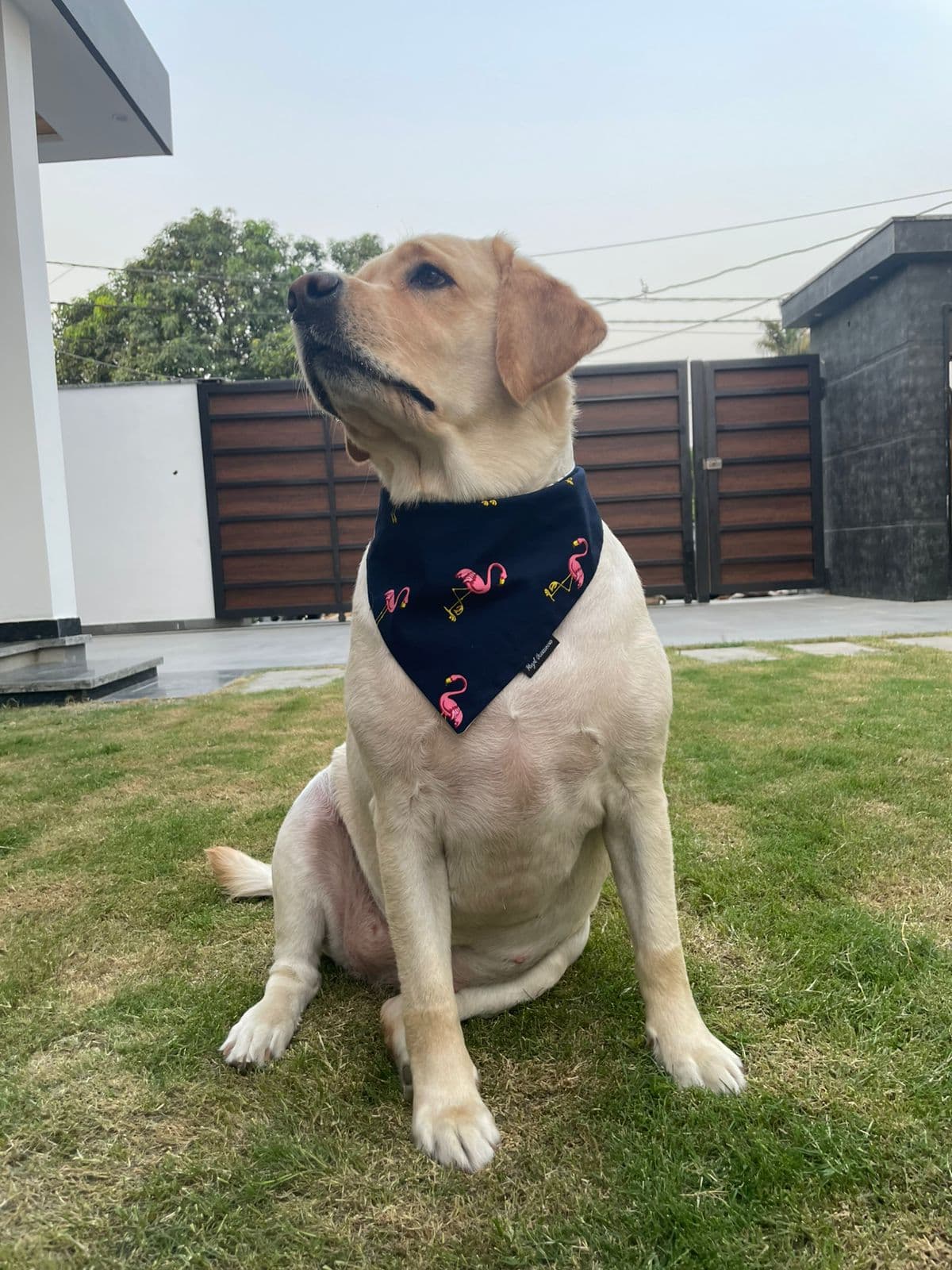 Pet care vision