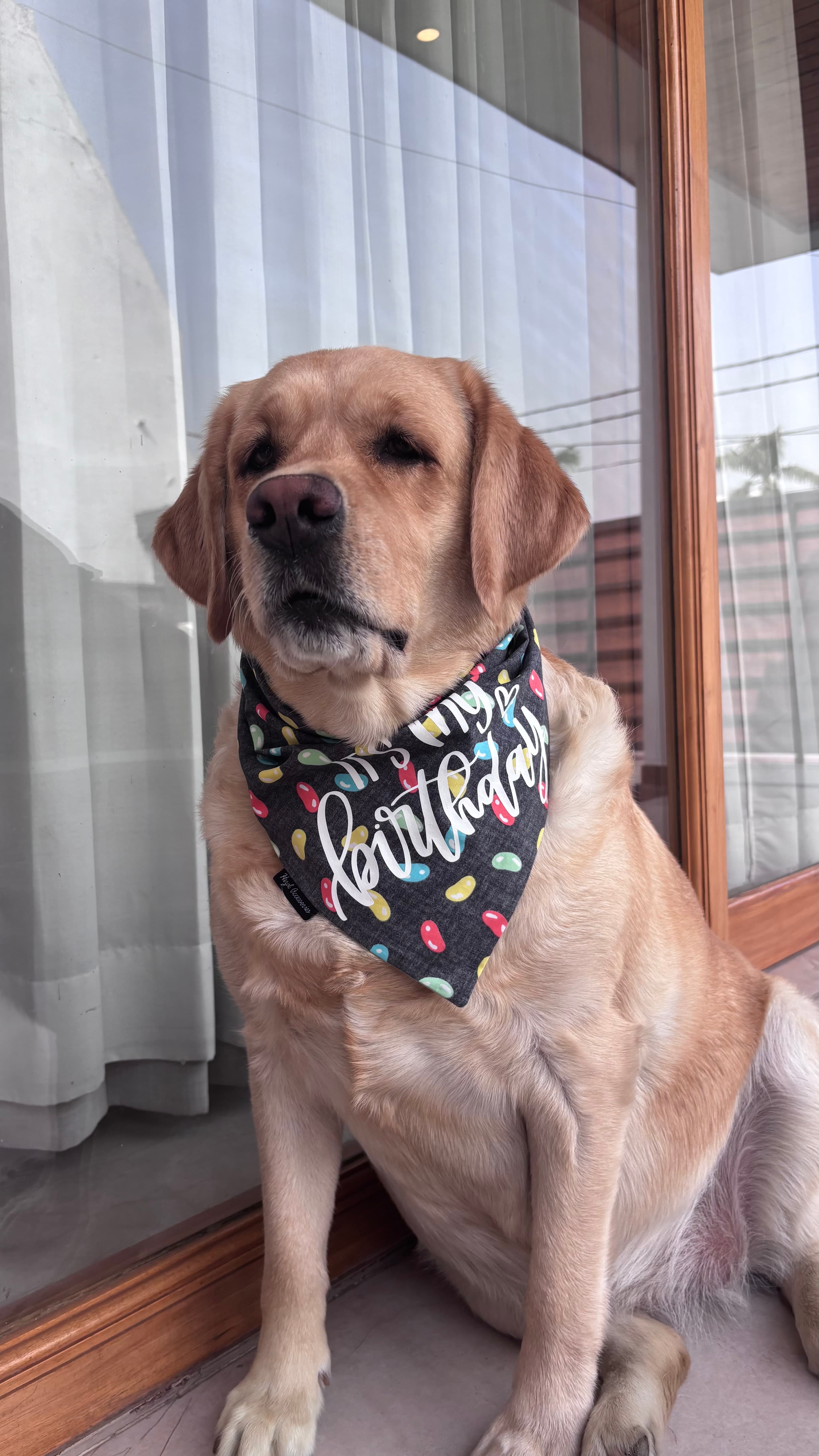 It’s My Birthday tie on bandana 