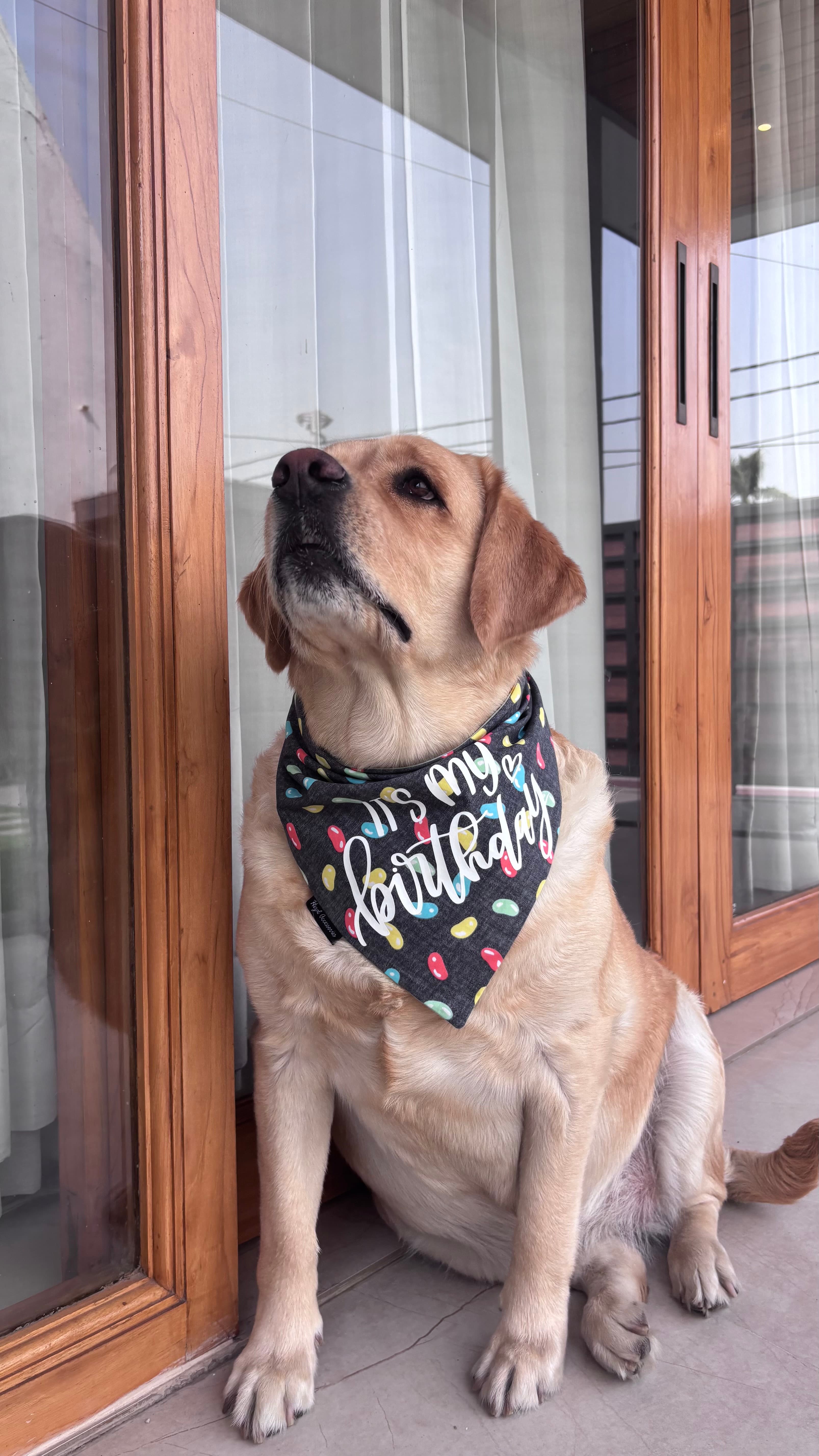 It’s My Birthday tie on bandana  image 2