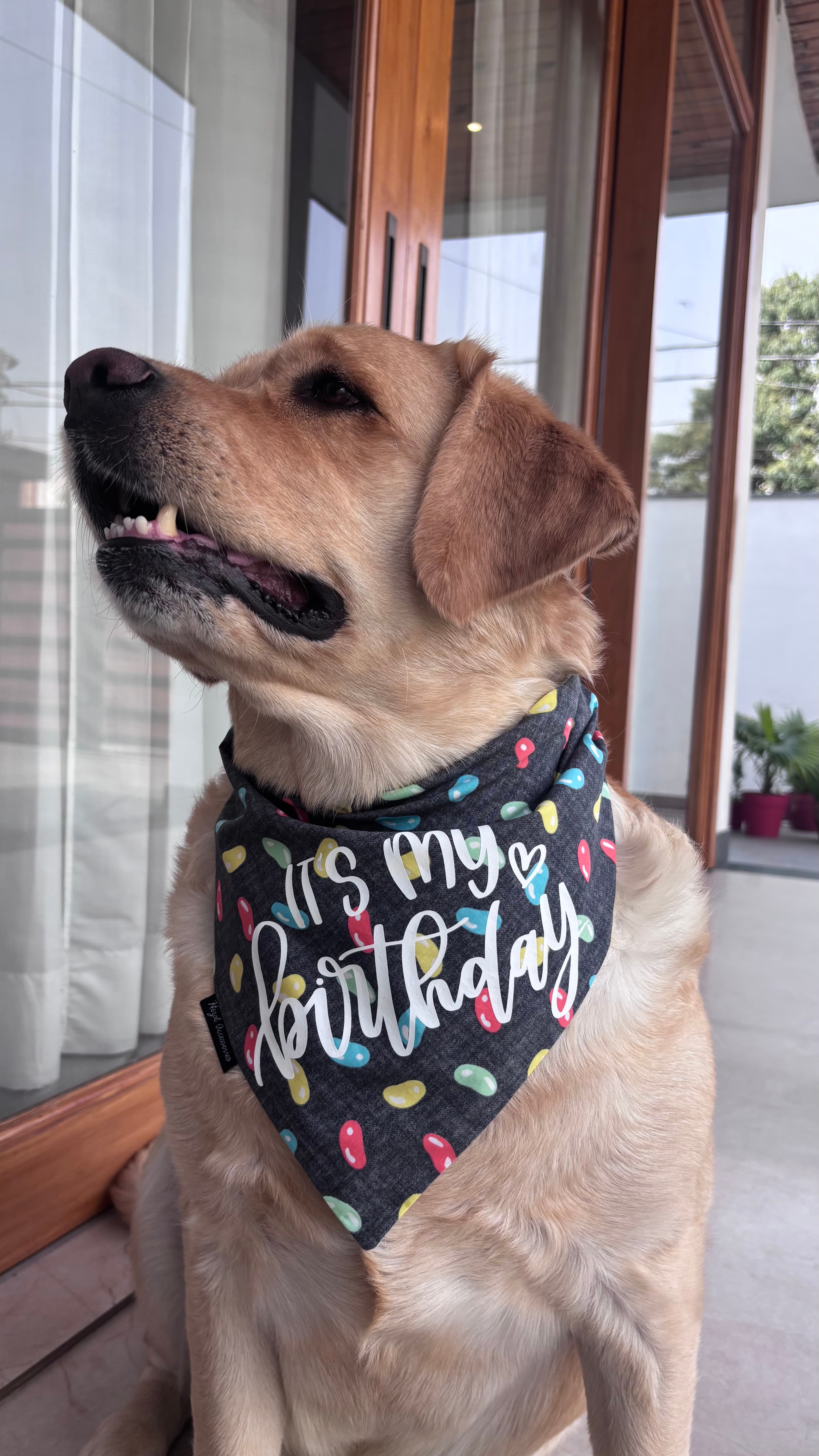 It’s My Birthday tie on bandana  image 3