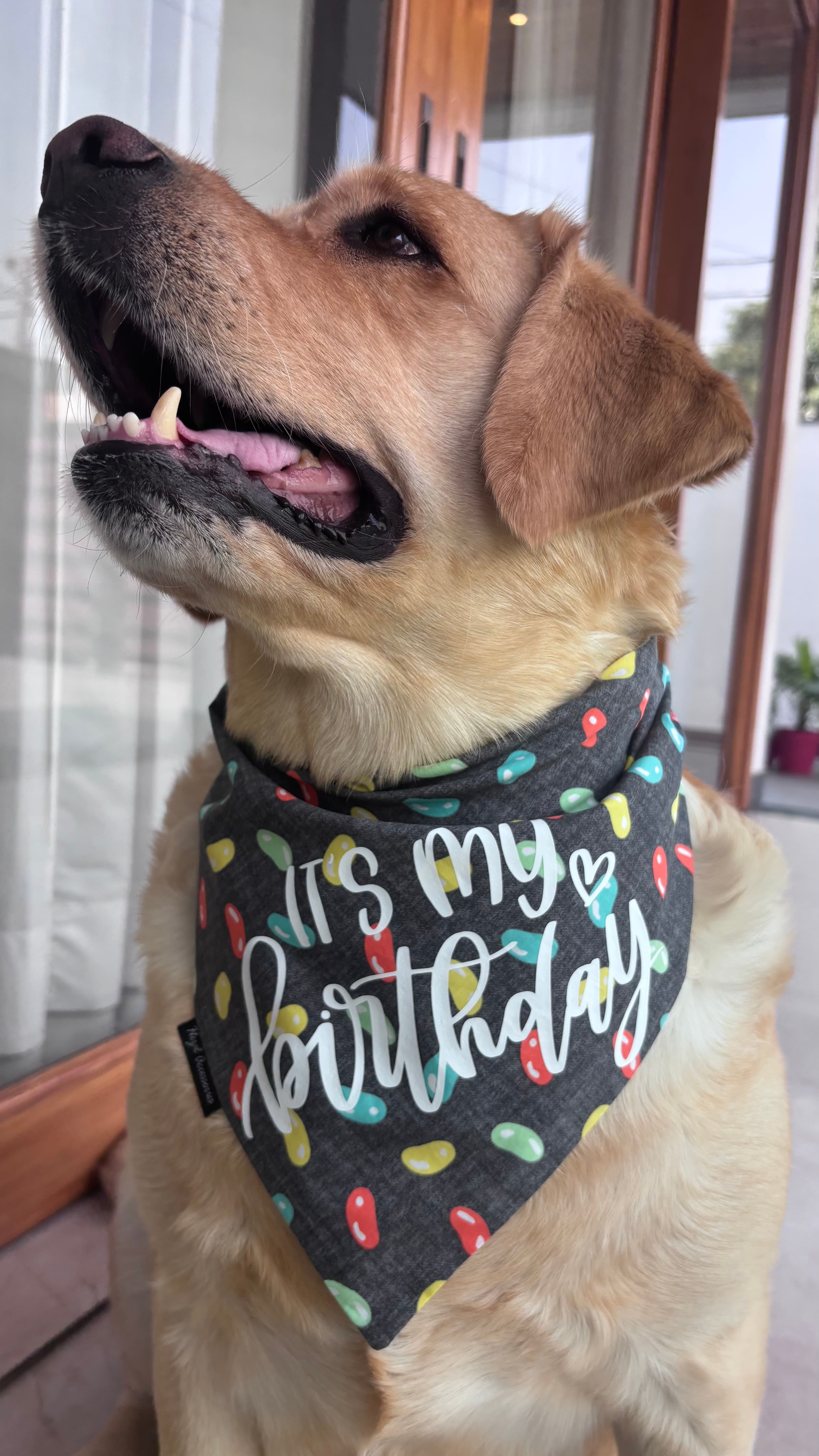 It’s My Birthday tie on bandana  image 4