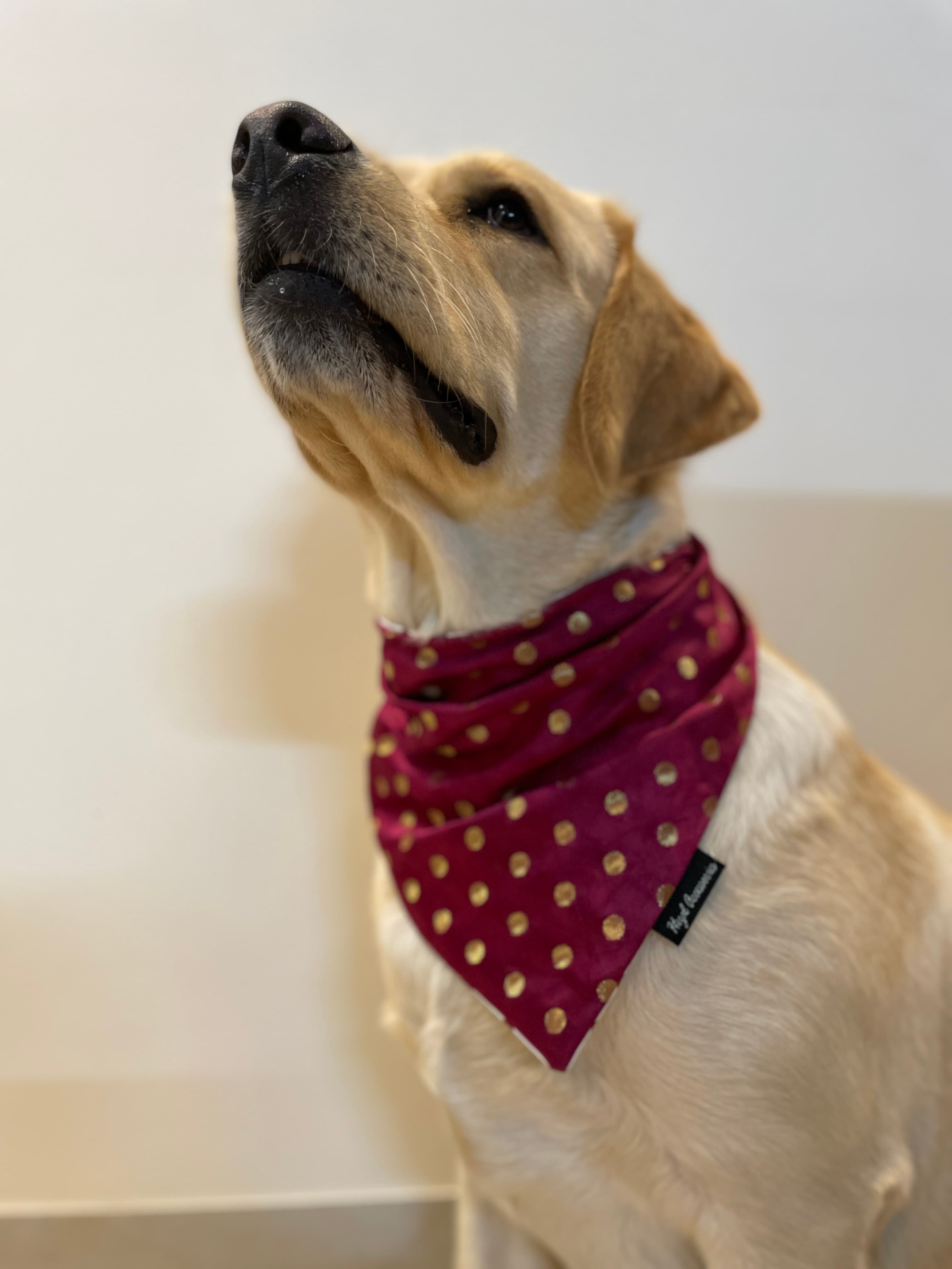 Burgundy silk butti tie on bandana 