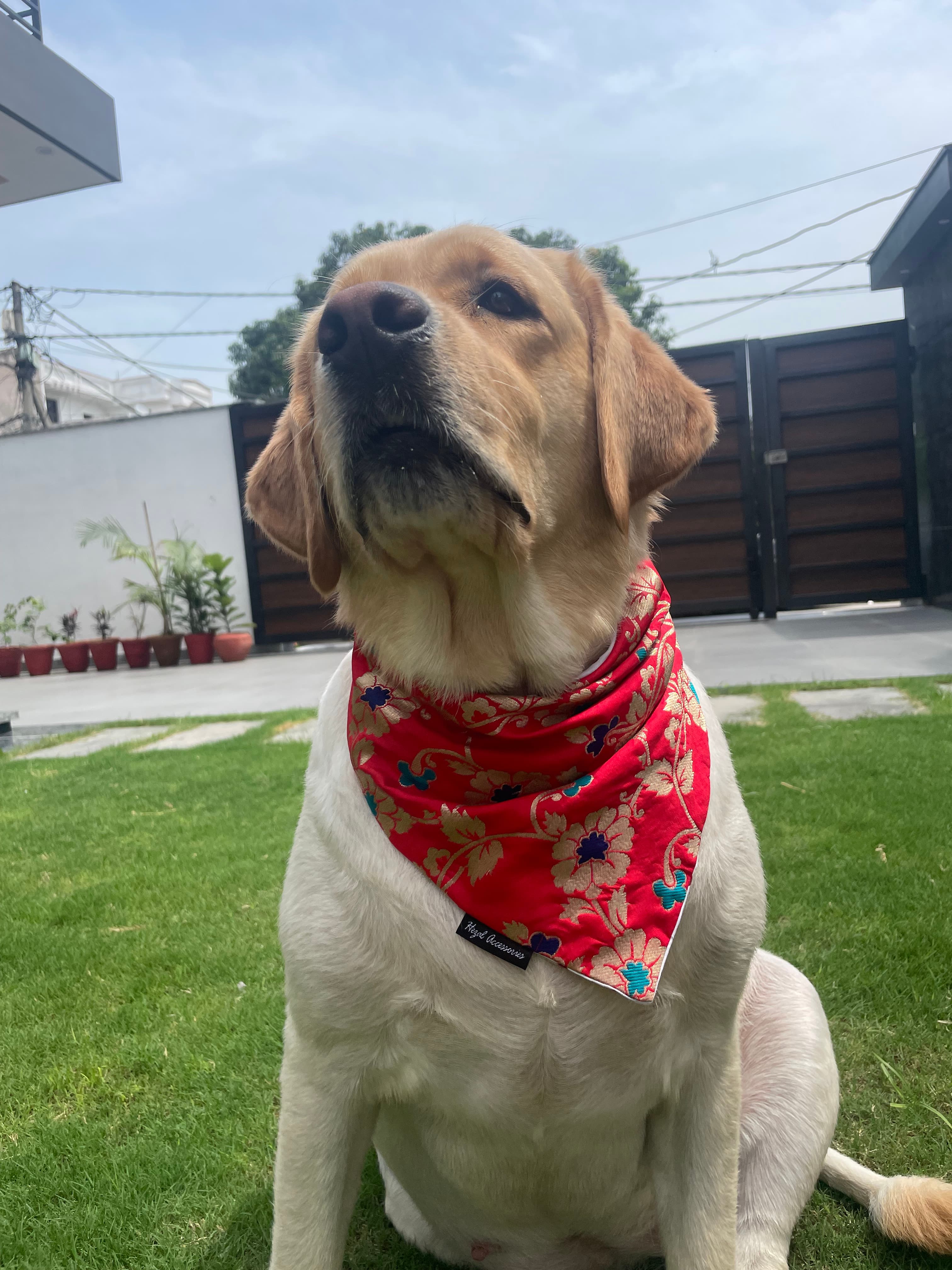 Red brocade silk tie on bandana 
