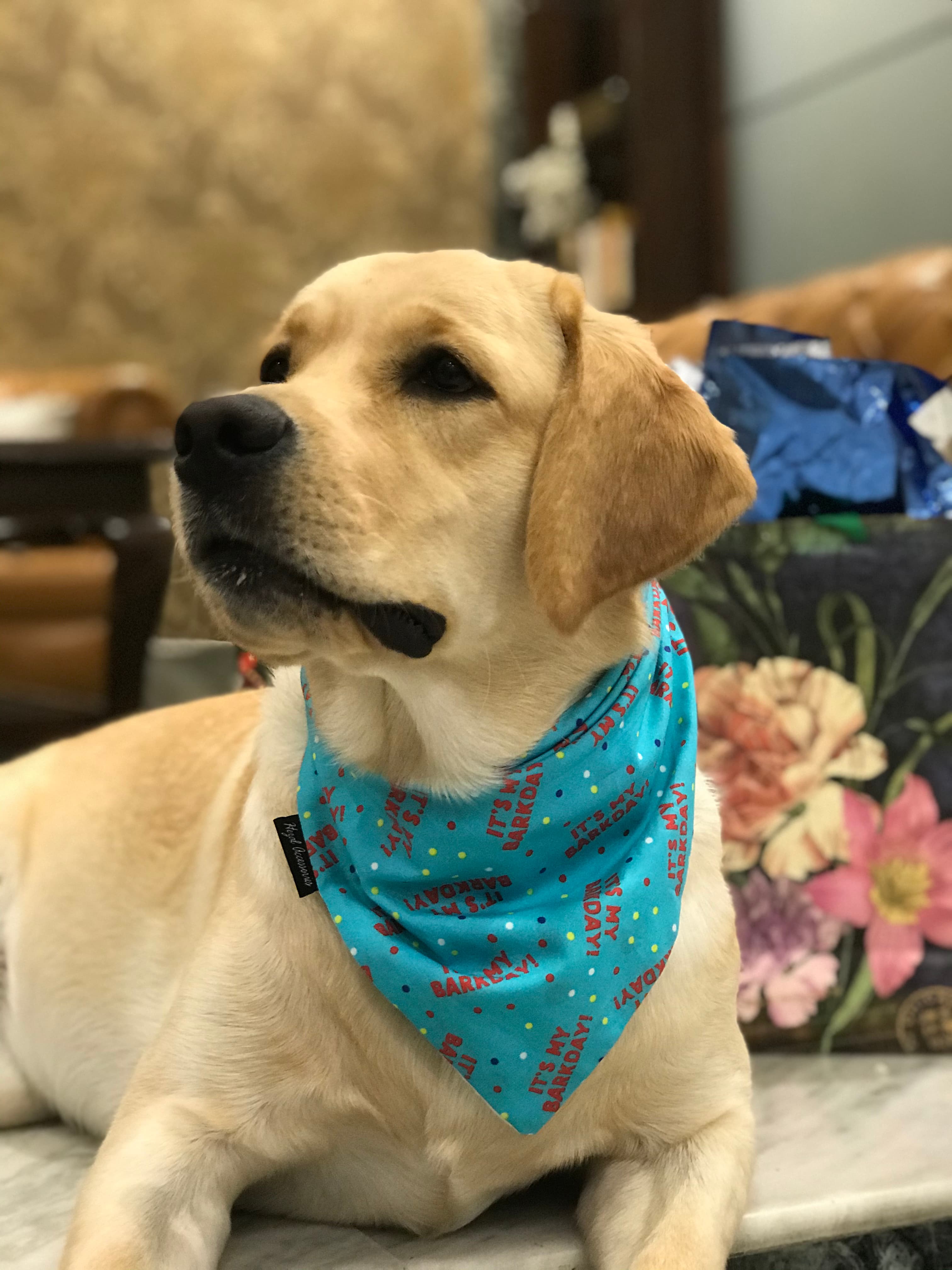 ‘It’s my barkday’ tie on bandana 