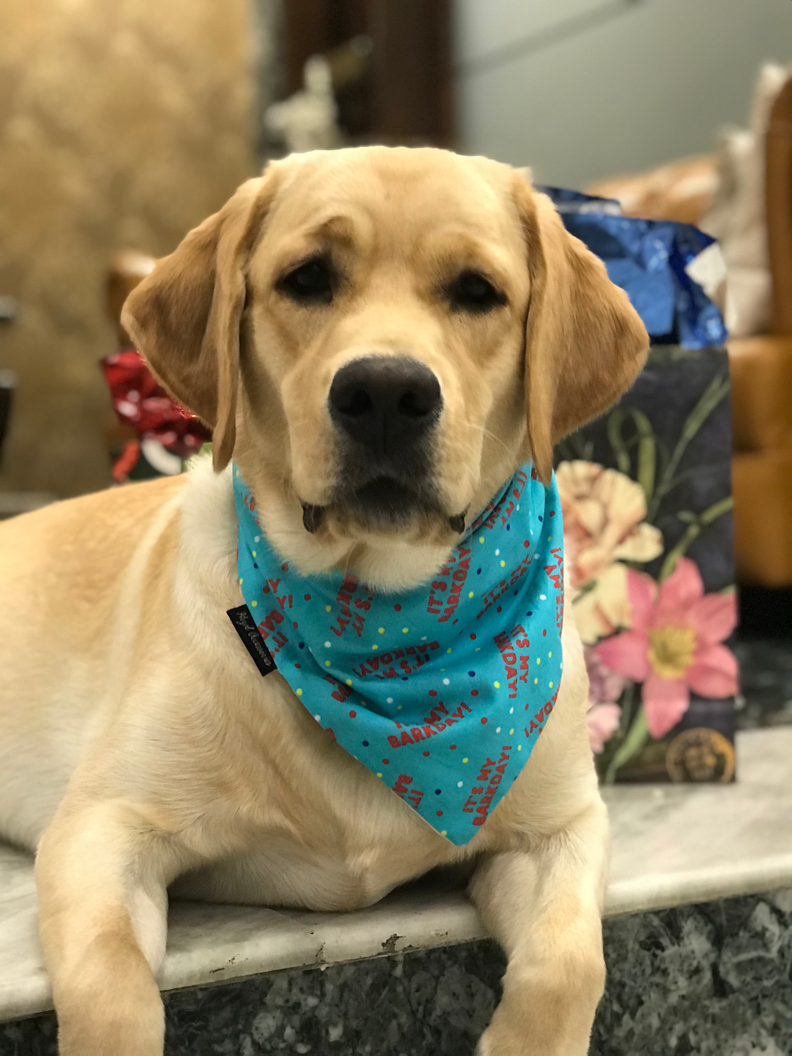 ‘It’s my barkday’ tie on bandana  image 3