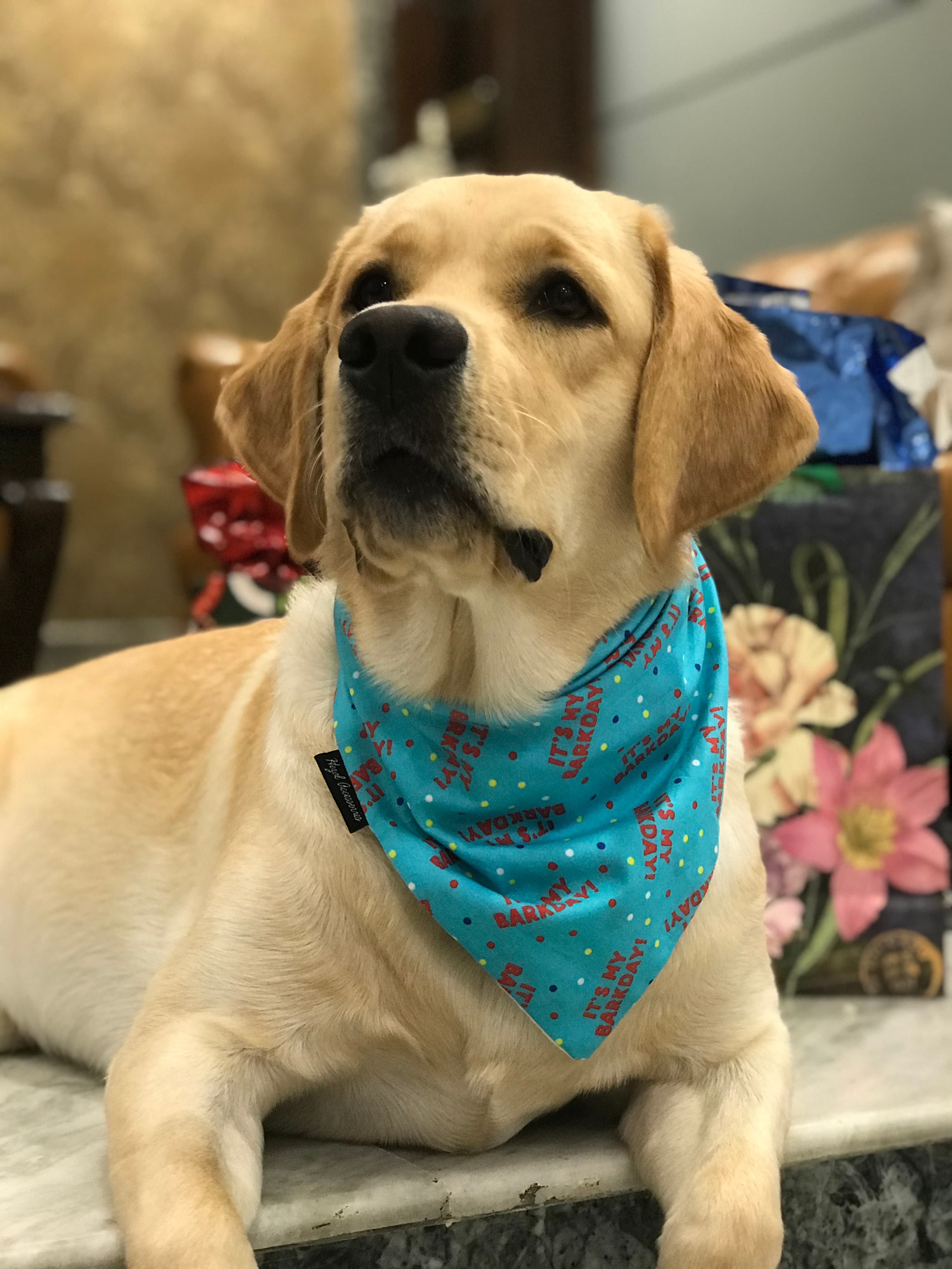 ‘It’s my barkday’ tie on bandana  image 4