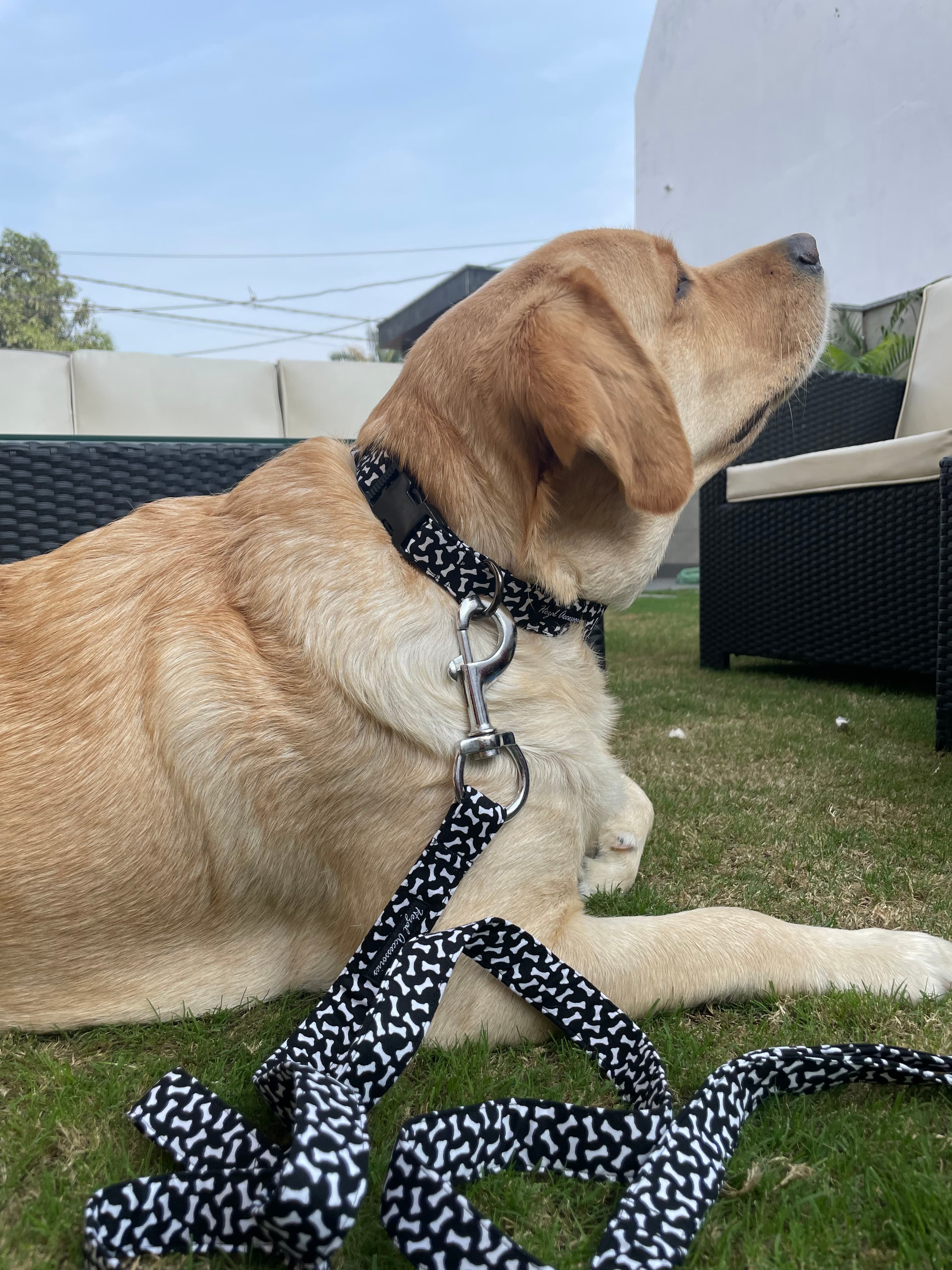 Bone print black and white collar n leash set 