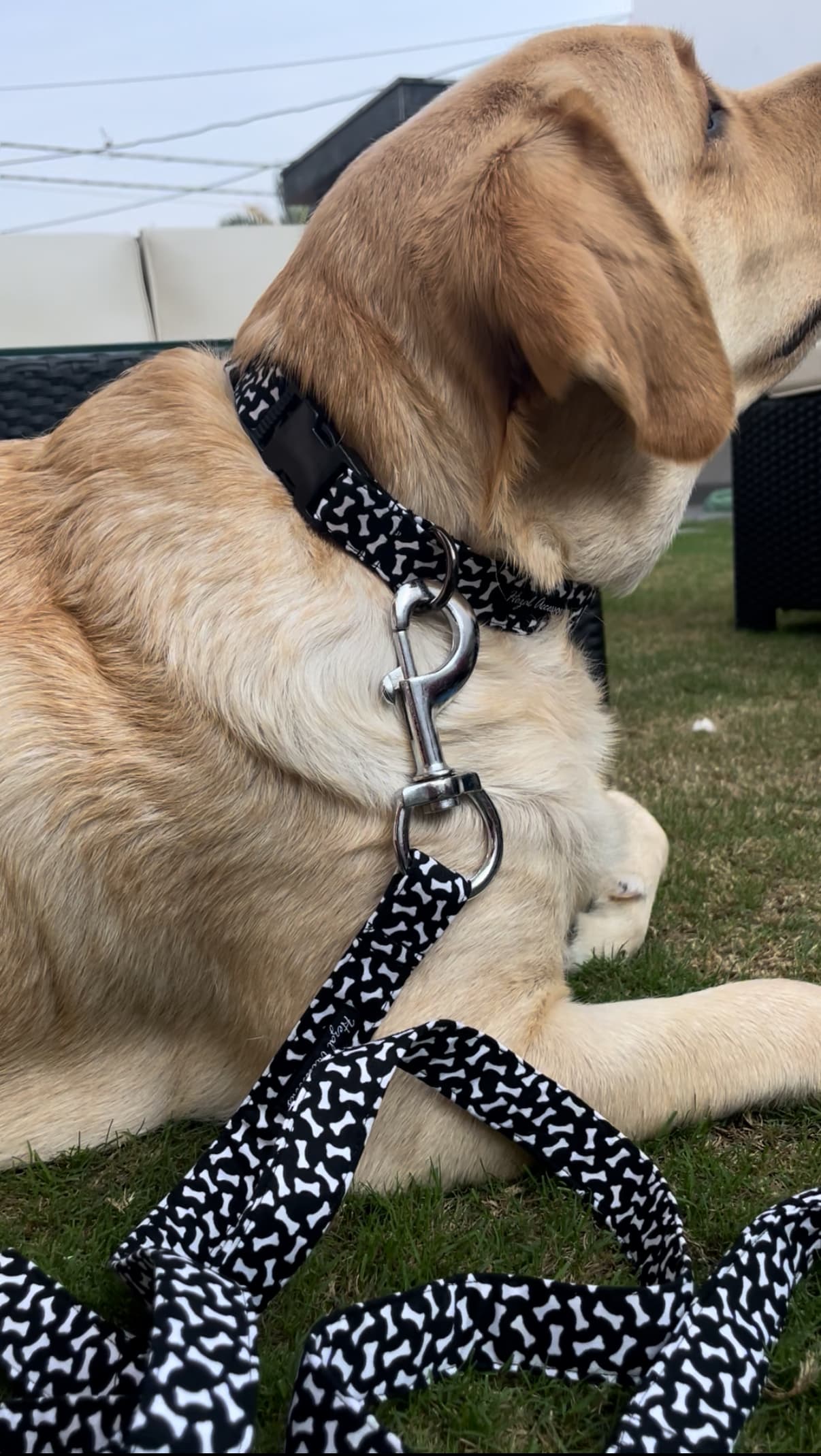 Bone print black and white collar n leash set  image 2