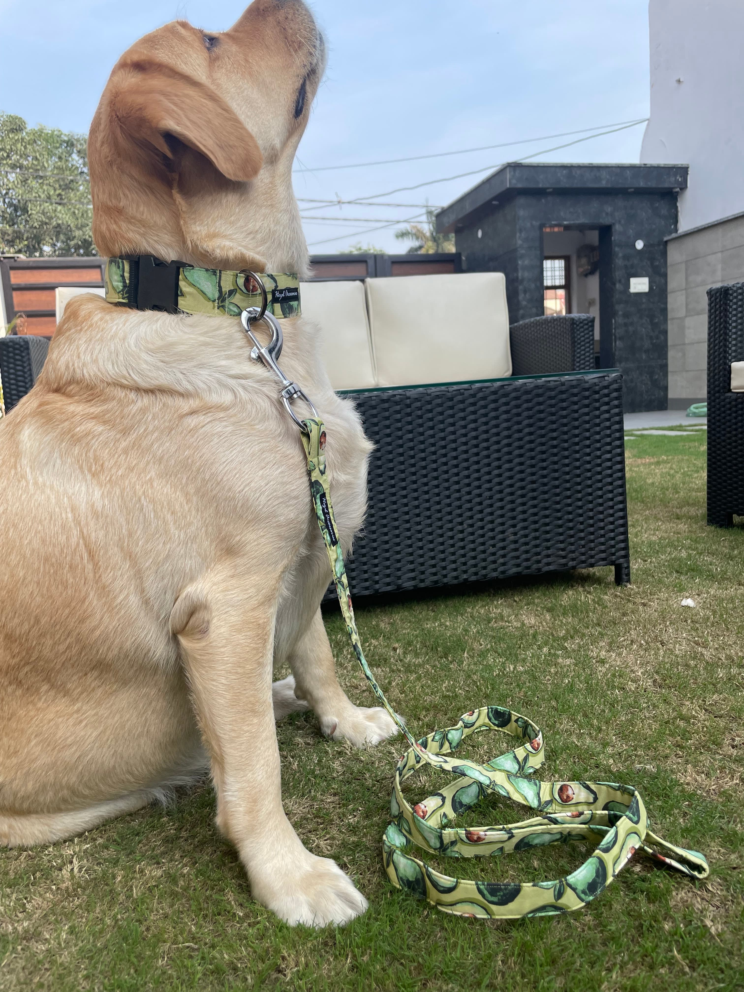 Avocados collar leash set  image 2