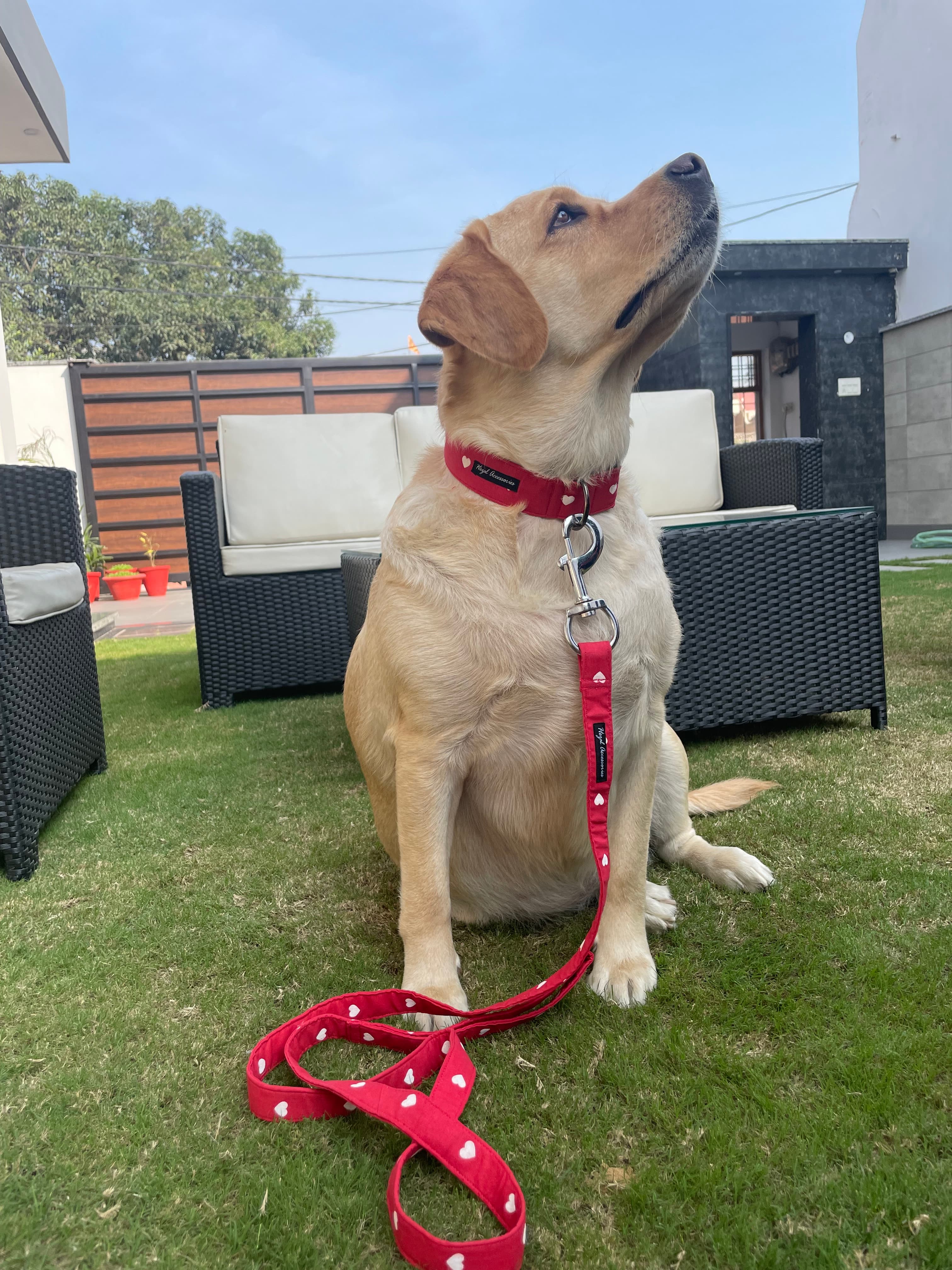 White Hearts collar leash set 