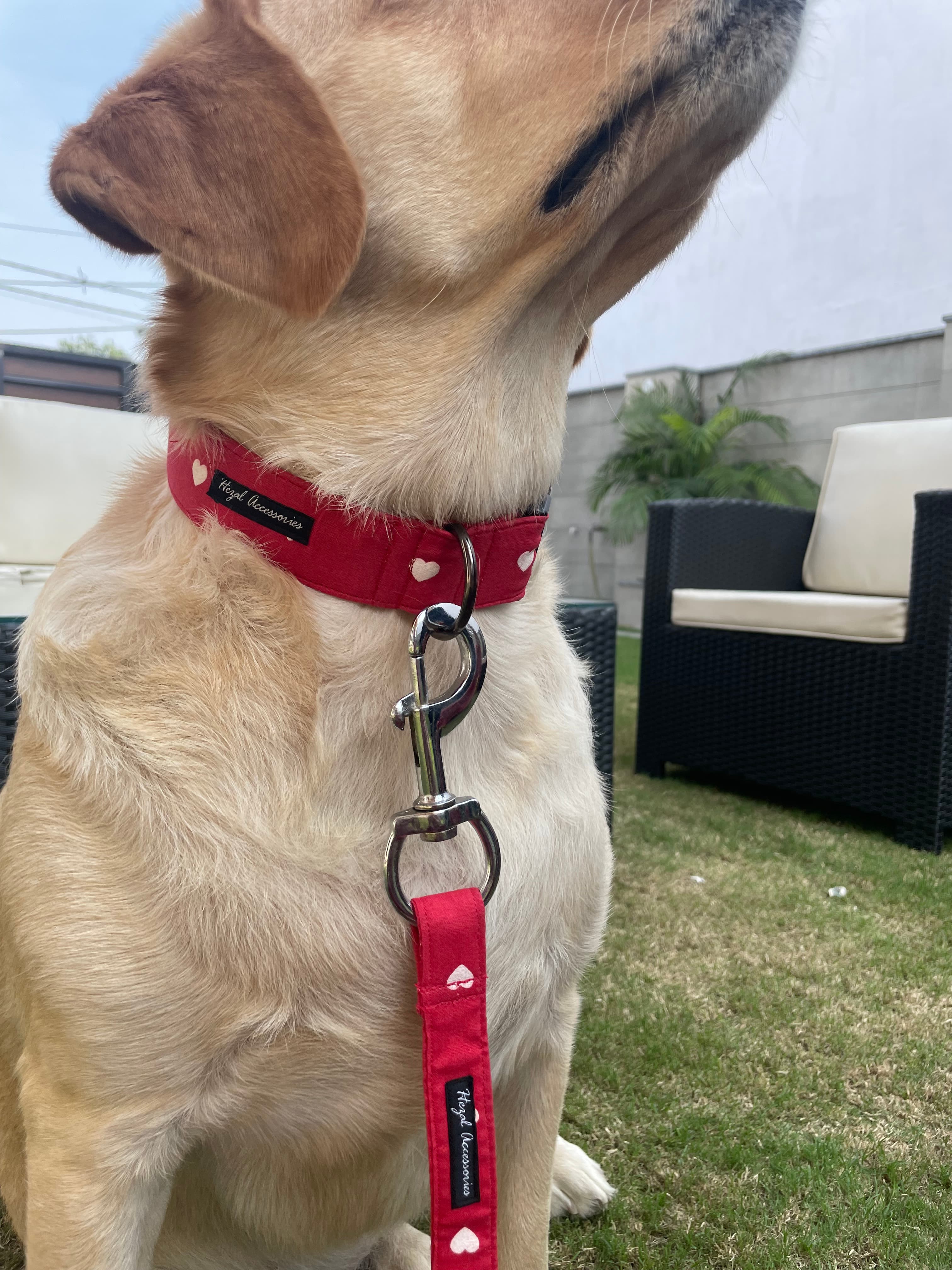 White Hearts collar leash set  image 2
