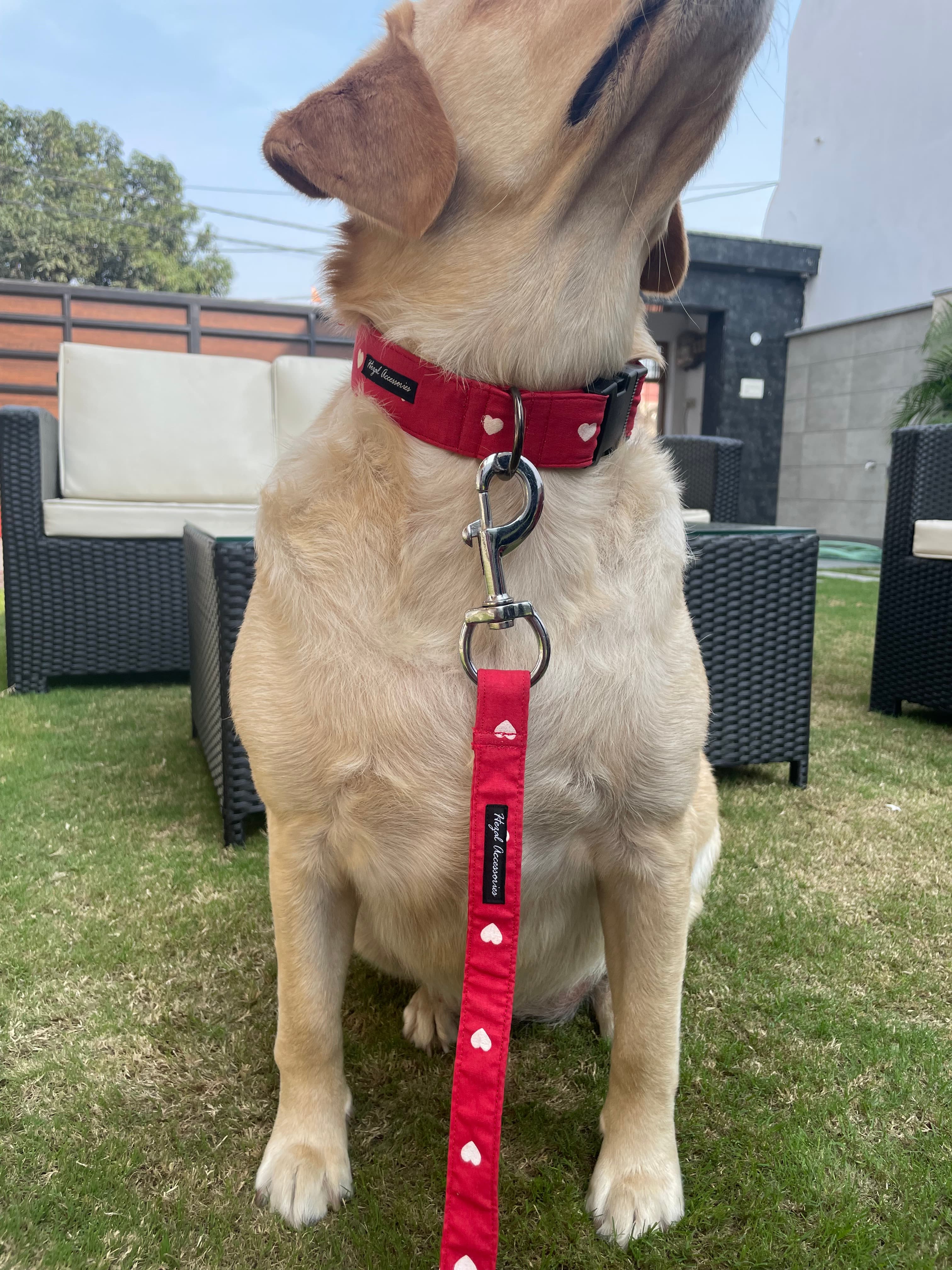 White Hearts collar leash set  image 3