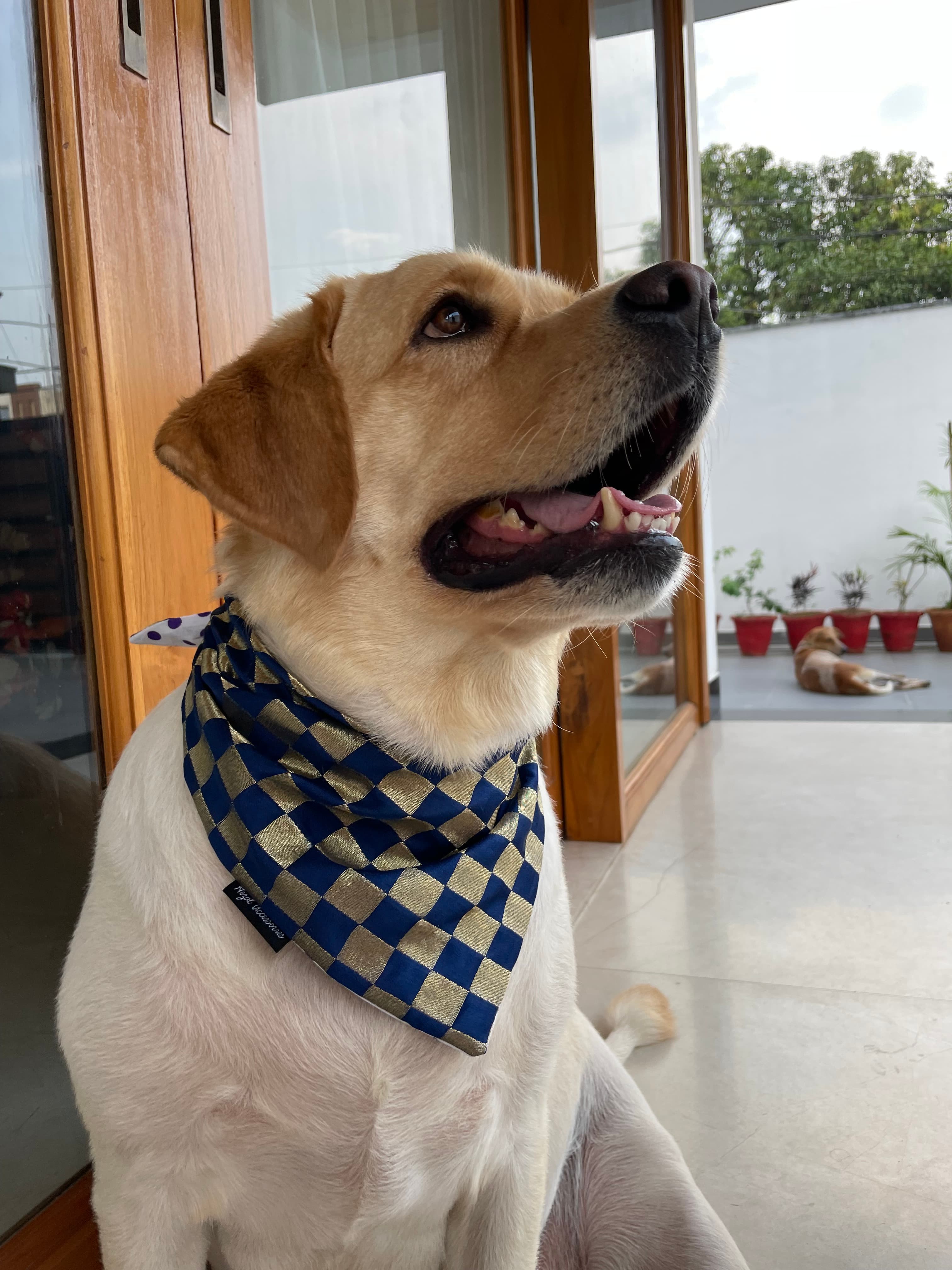 Blue and Gold checkered silk tie on bandana  image 2