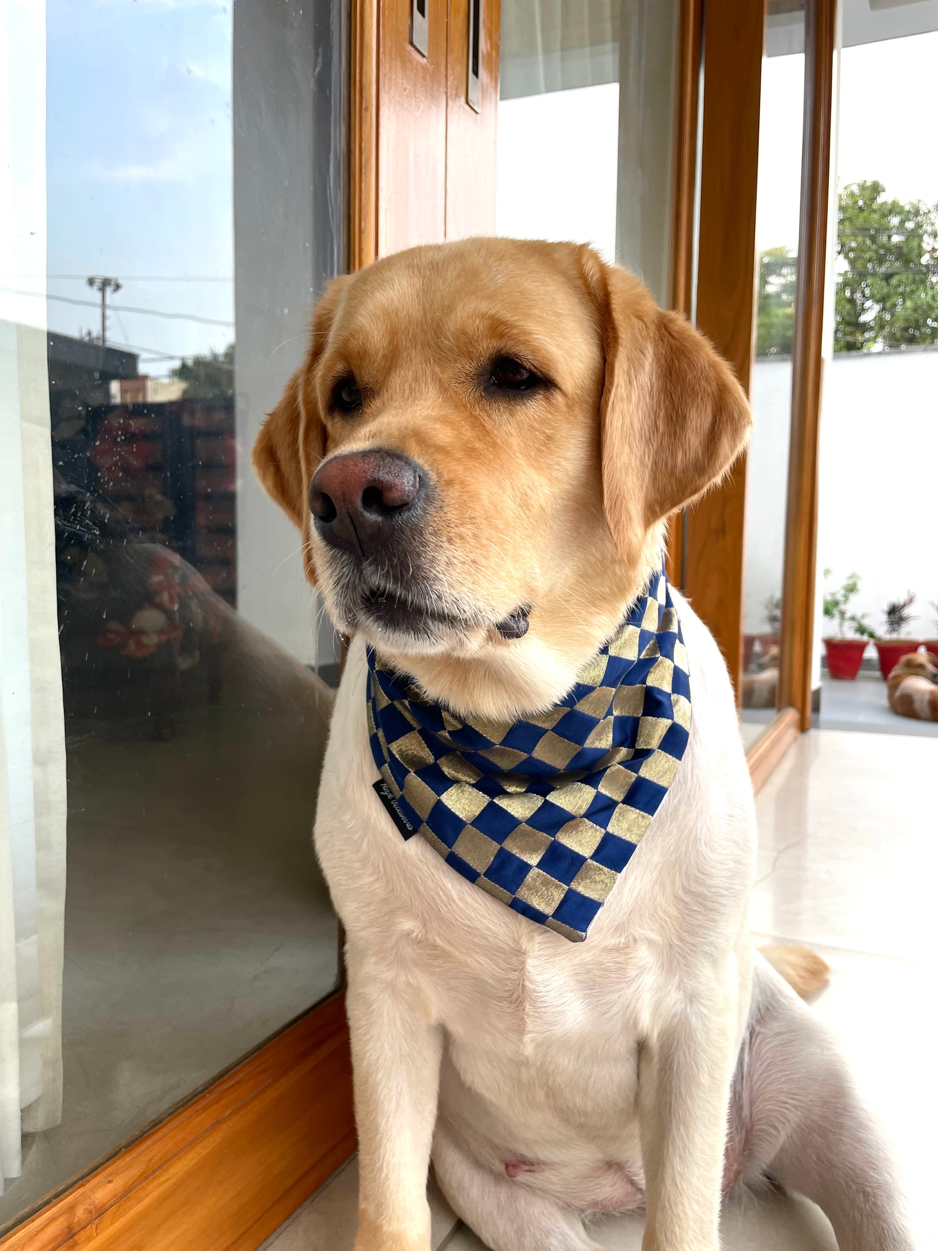 Blue and Gold checkered silk tie on bandana 