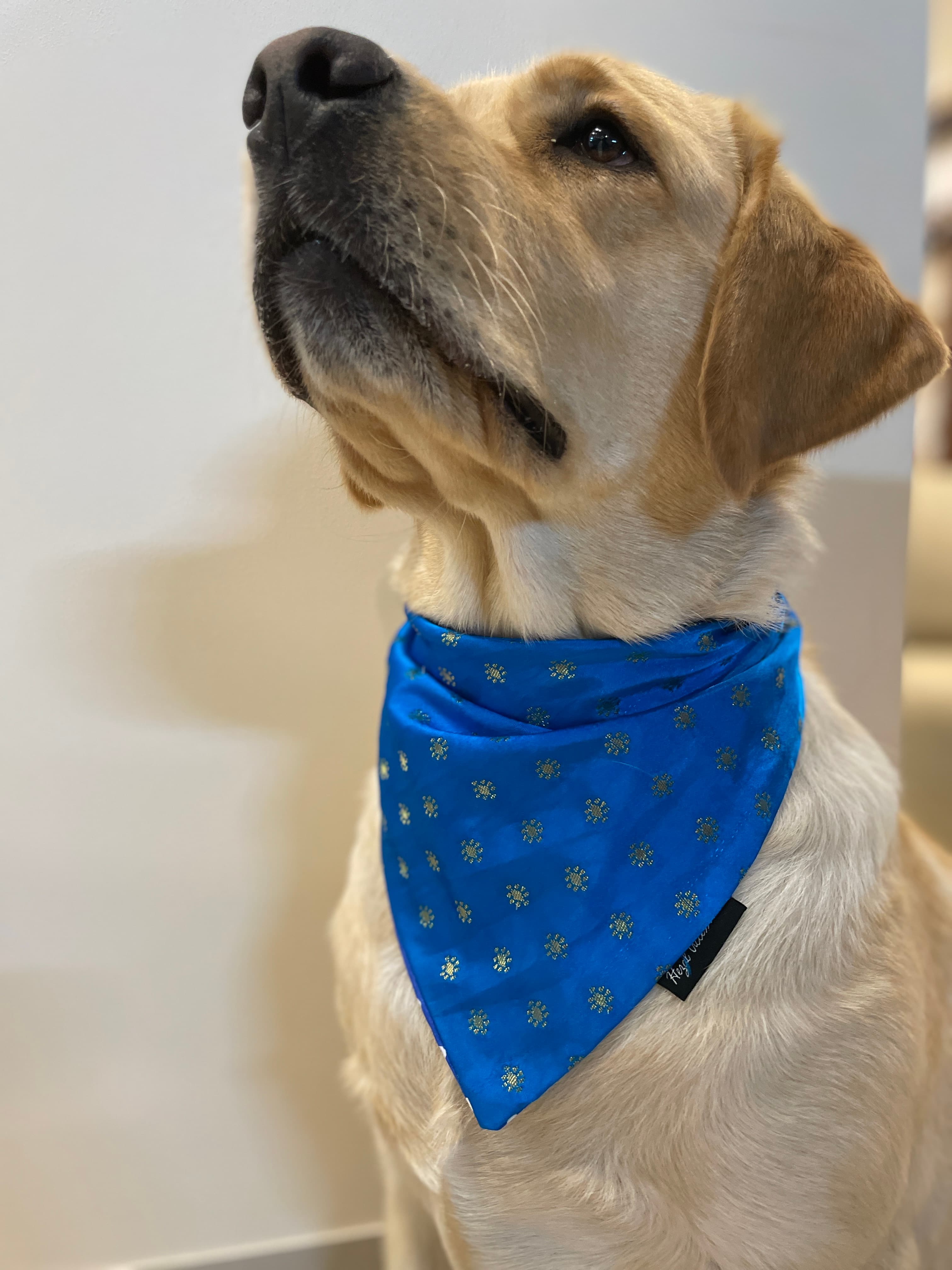 Royal Blue silk bandana with golden motifs  image 3