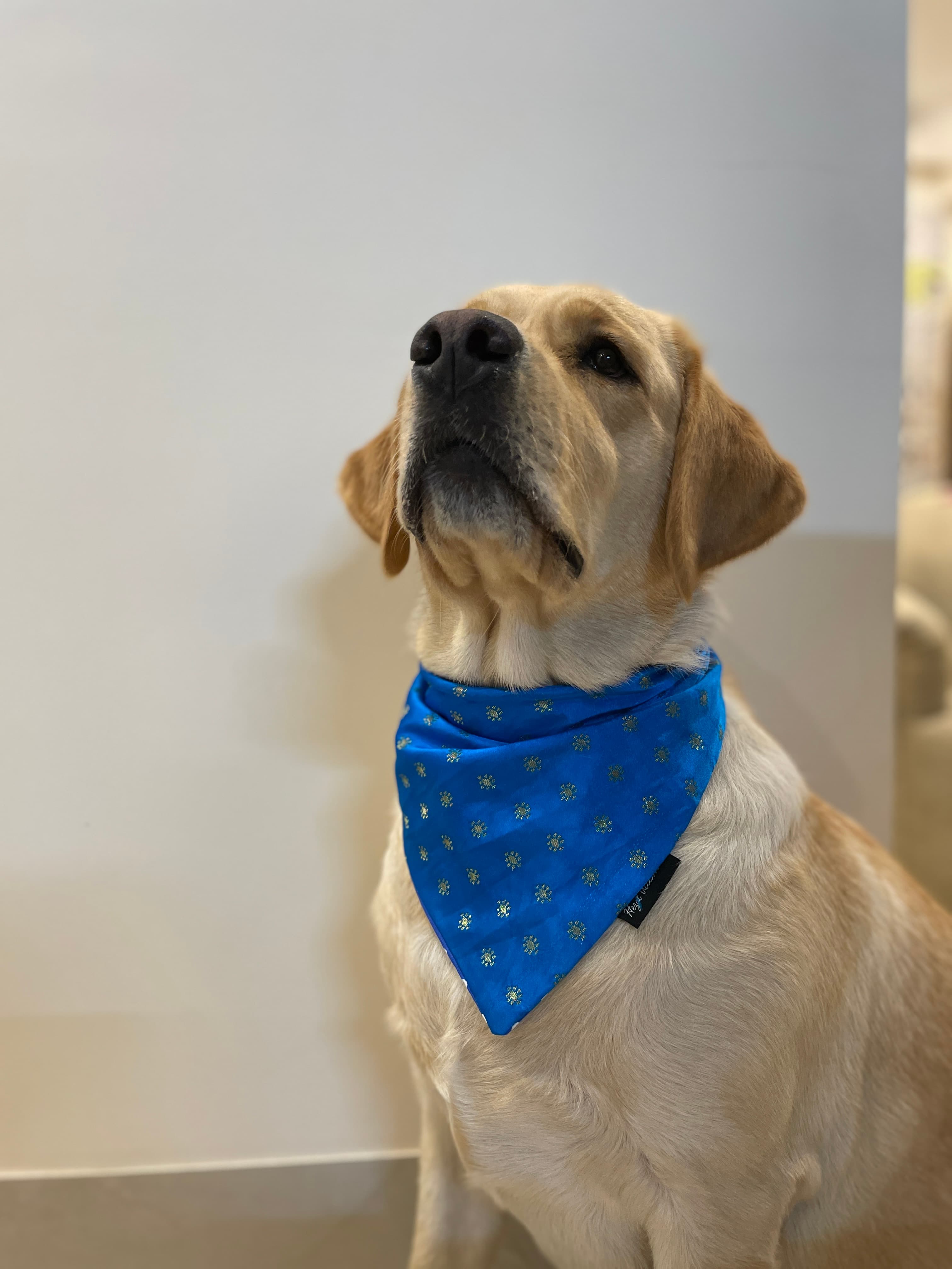 Royal Blue silk bandana with golden motifs 
