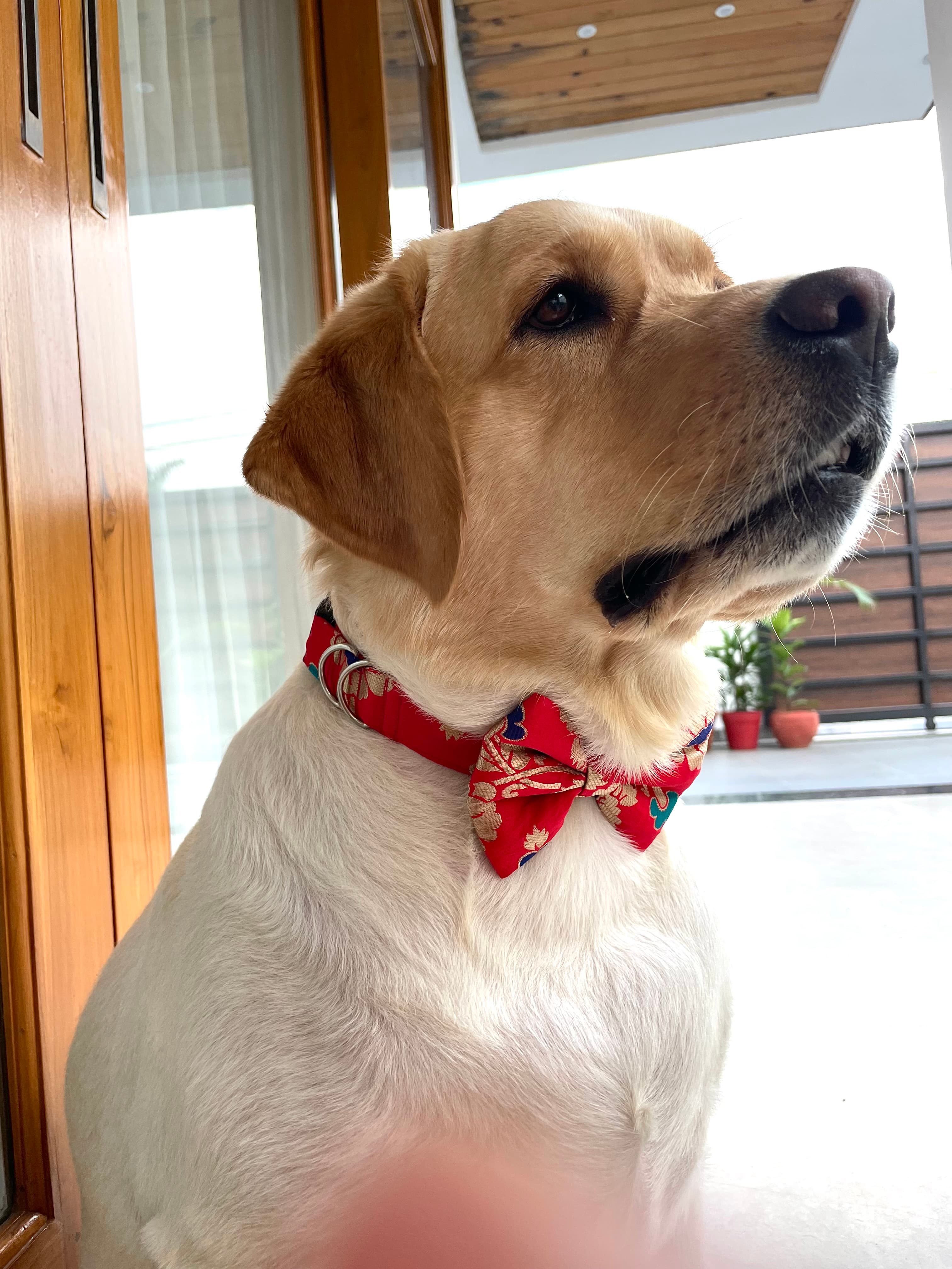 Scarlet Bloom Brocade Bow Tie image 2