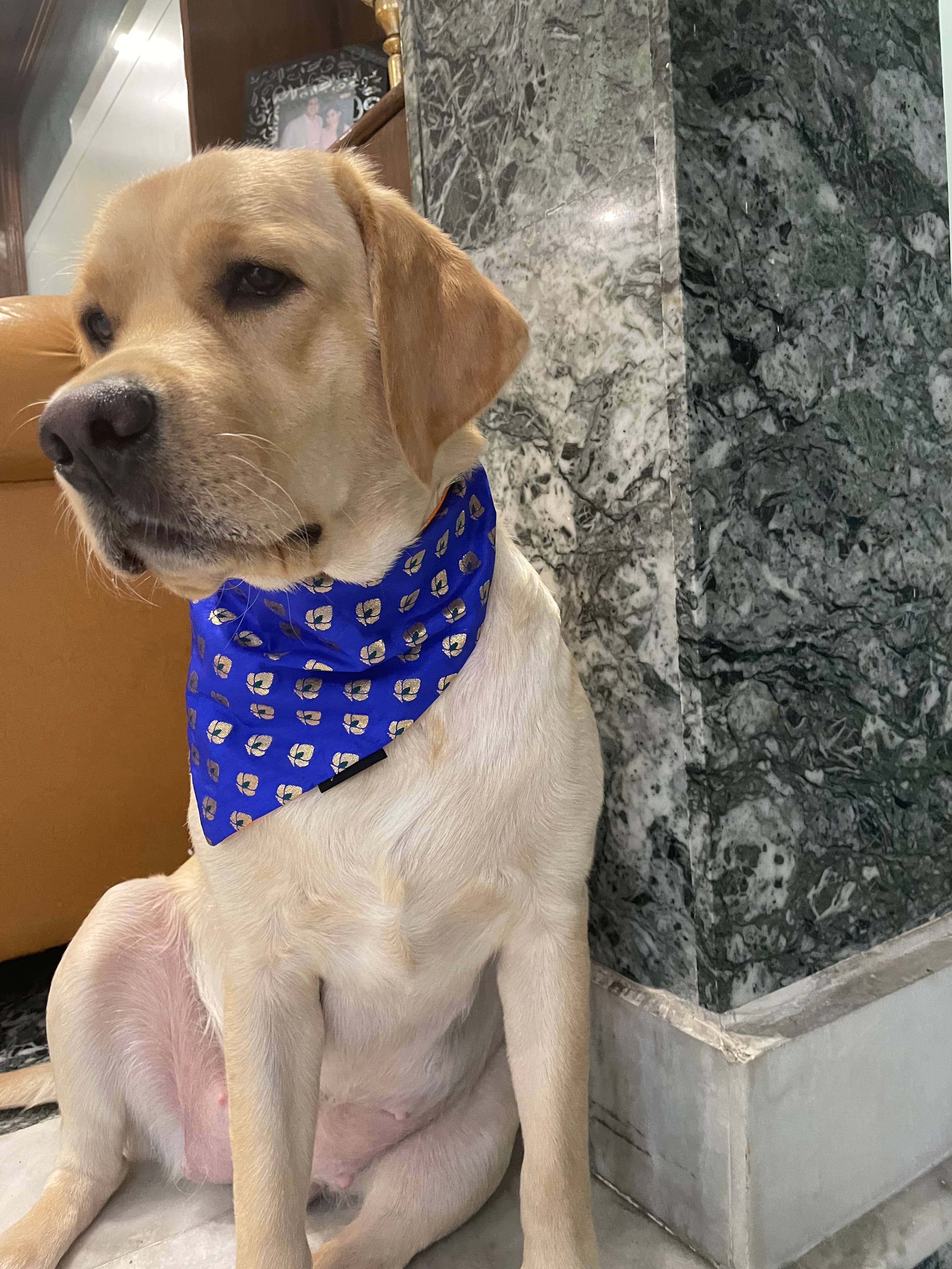 Royal Sapphire Chanderi Silk Bandana image 2