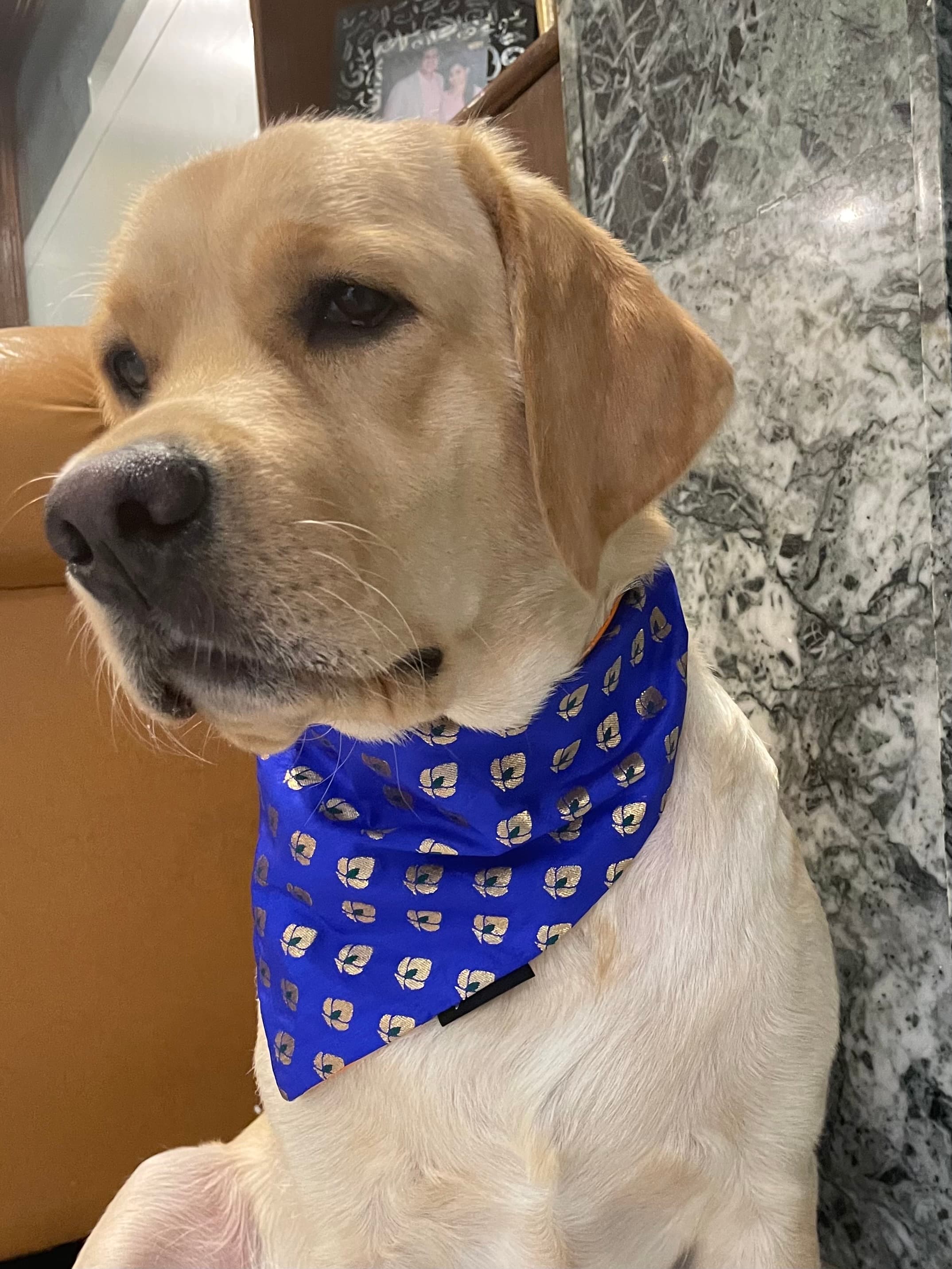 Royal Sapphire Chanderi Silk Bandana image 4