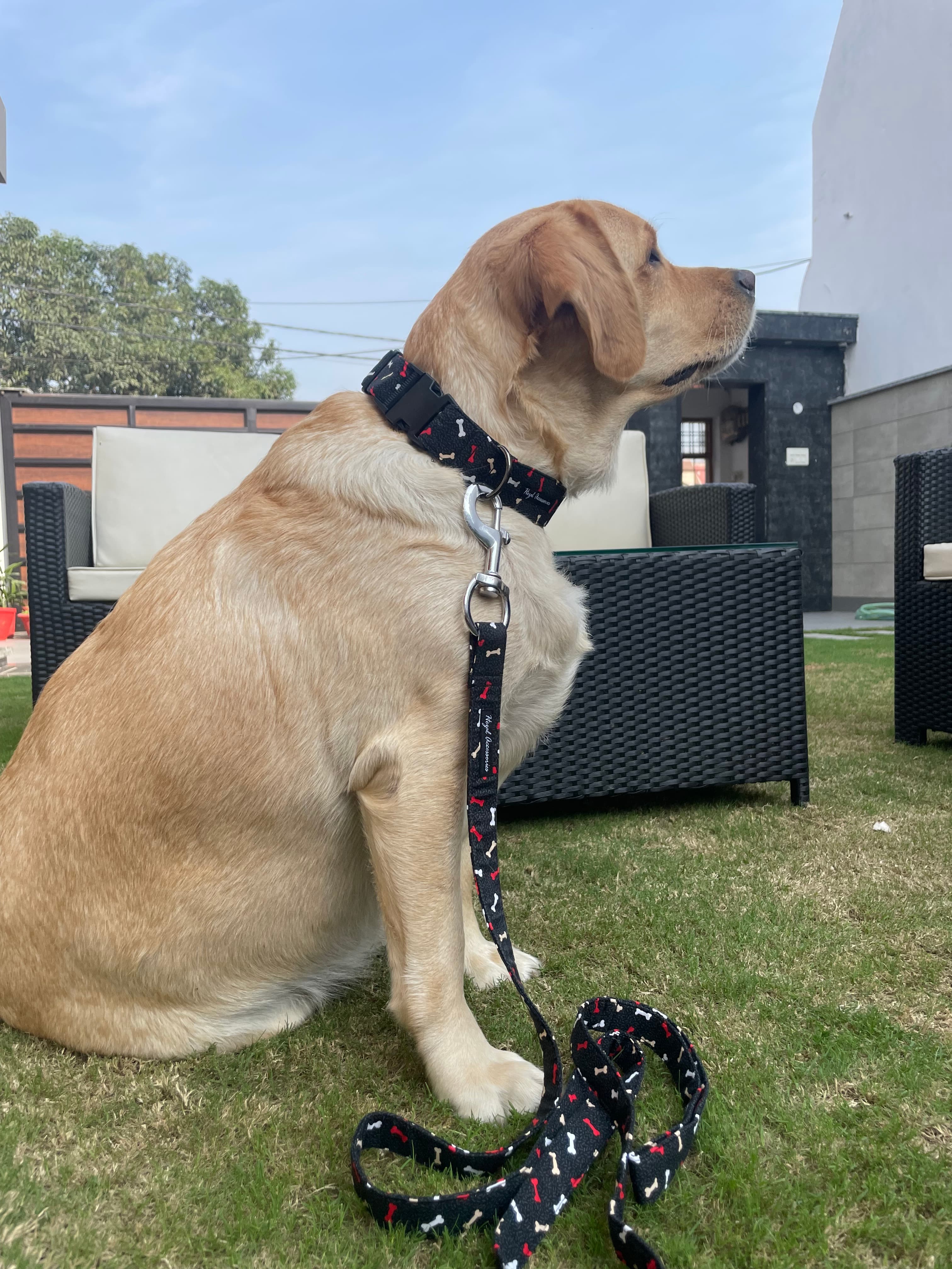 Red and white bones collar leash set 