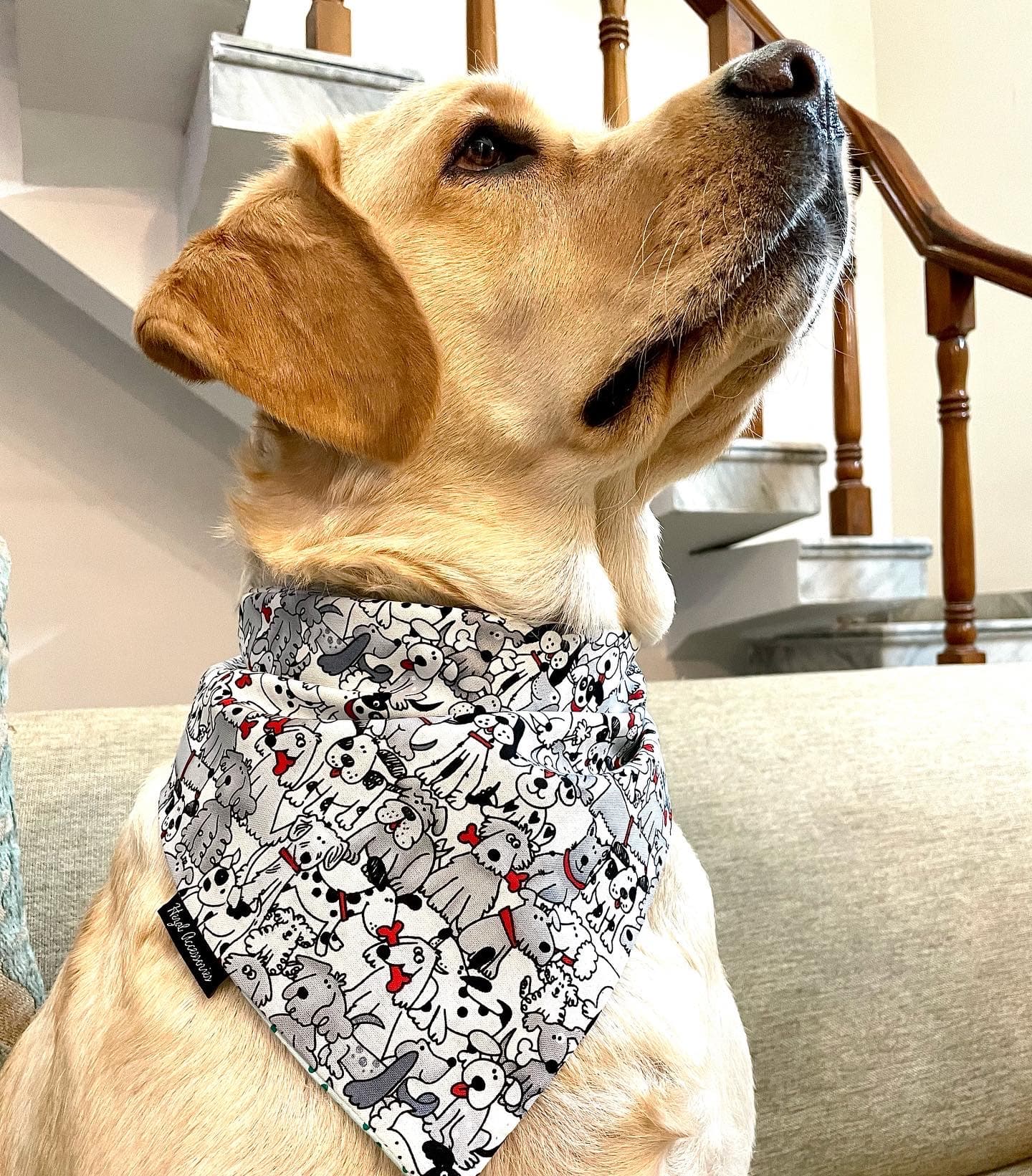 Pawfect Pals tie on Bandana 