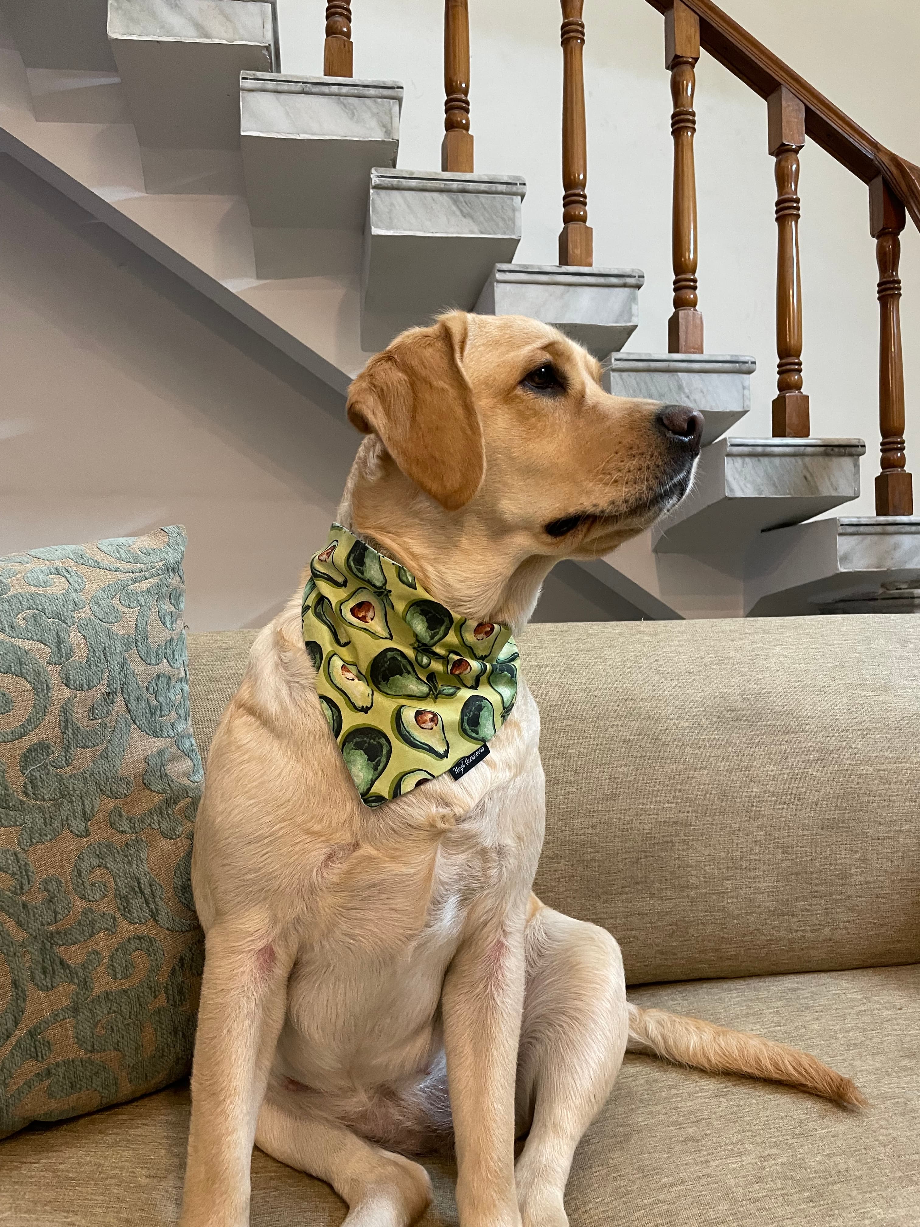 AvoCuddle tie on Bandana  image 3