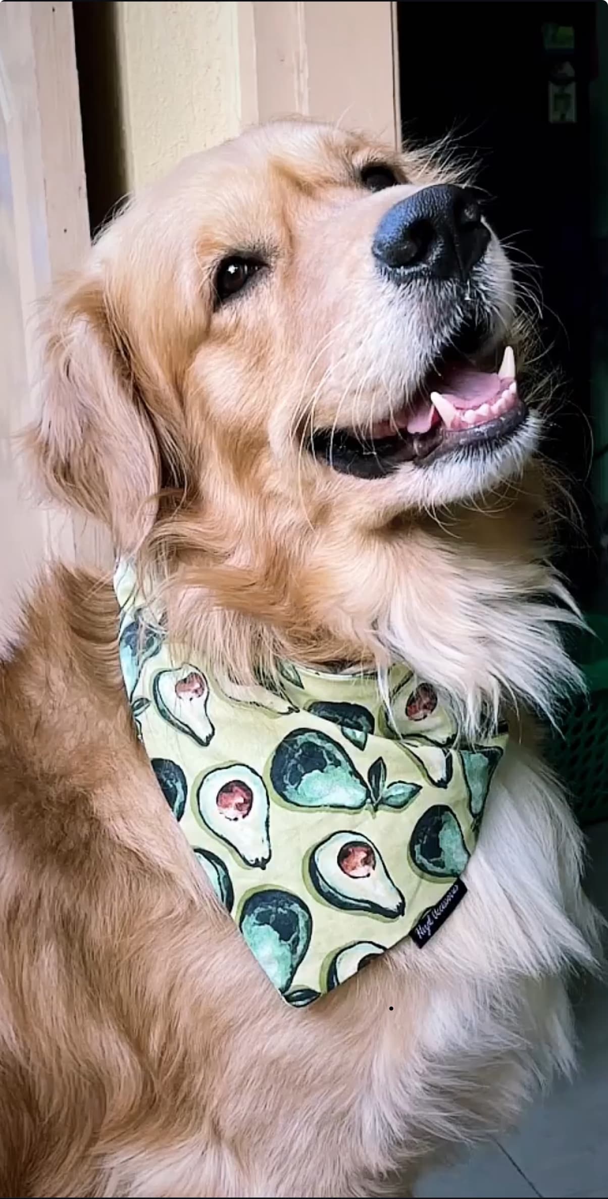 AvoCuddle tie on Bandana 