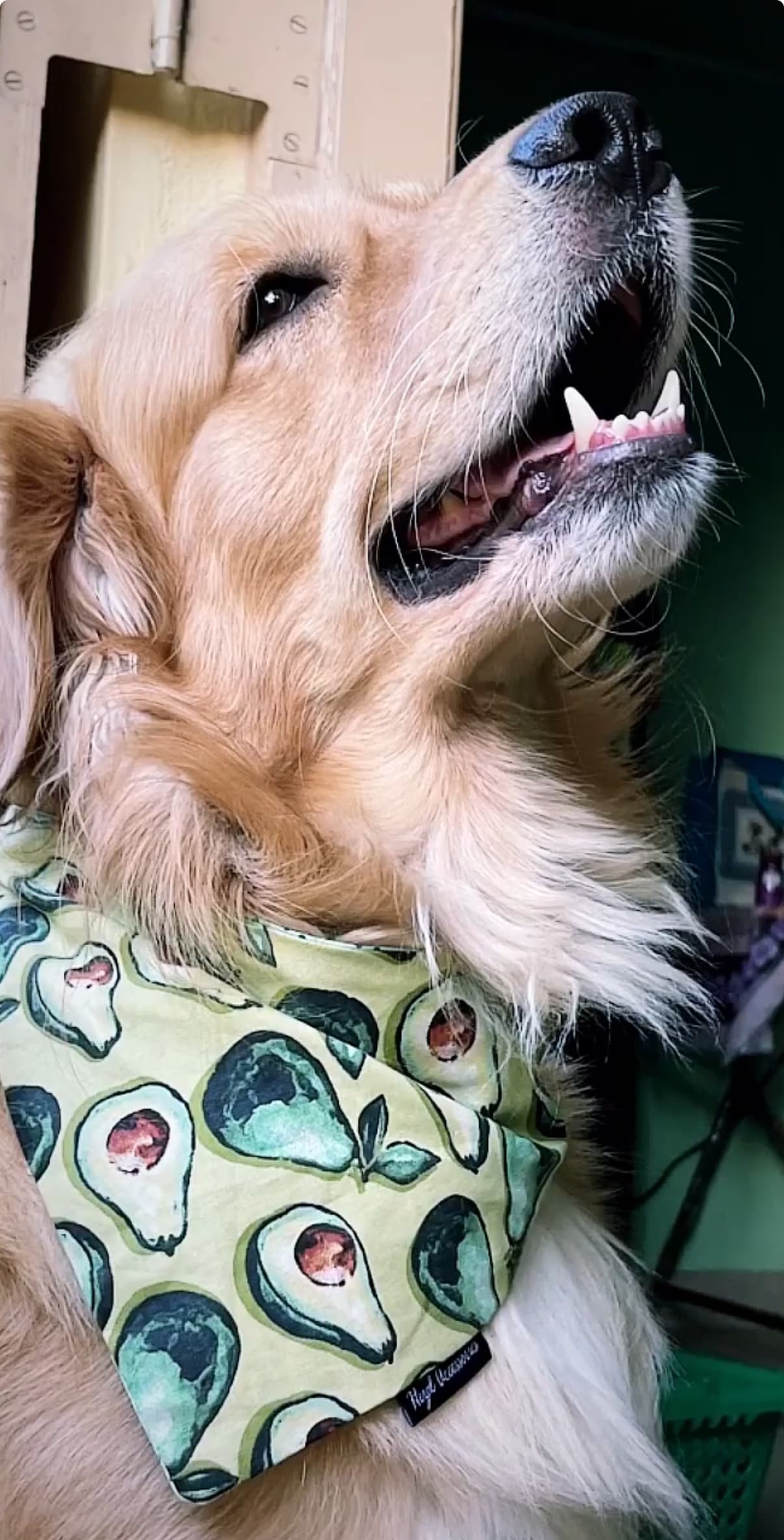 AvoCuddle tie on Bandana  image 2