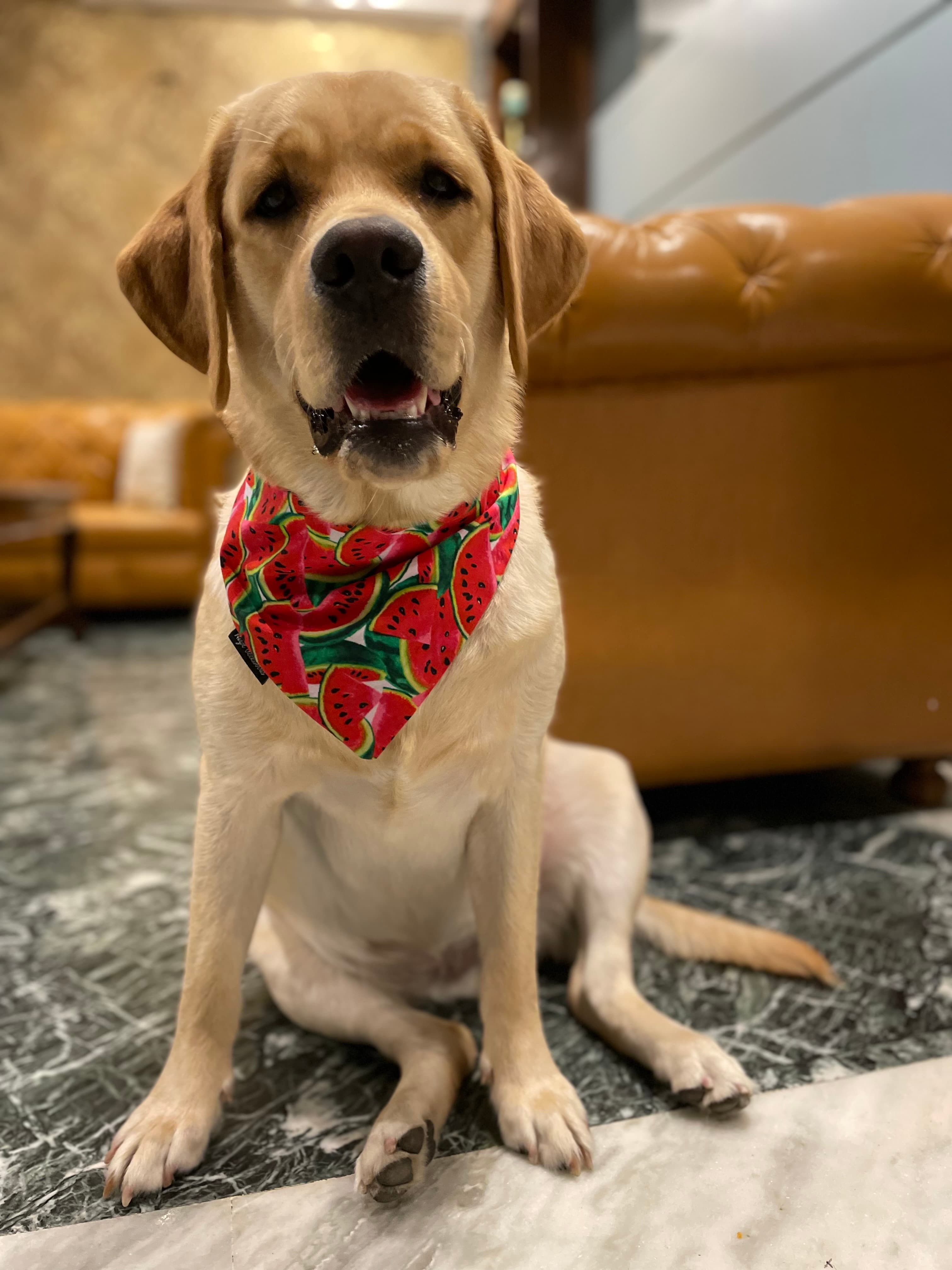 One in a Melon tie on Bandana