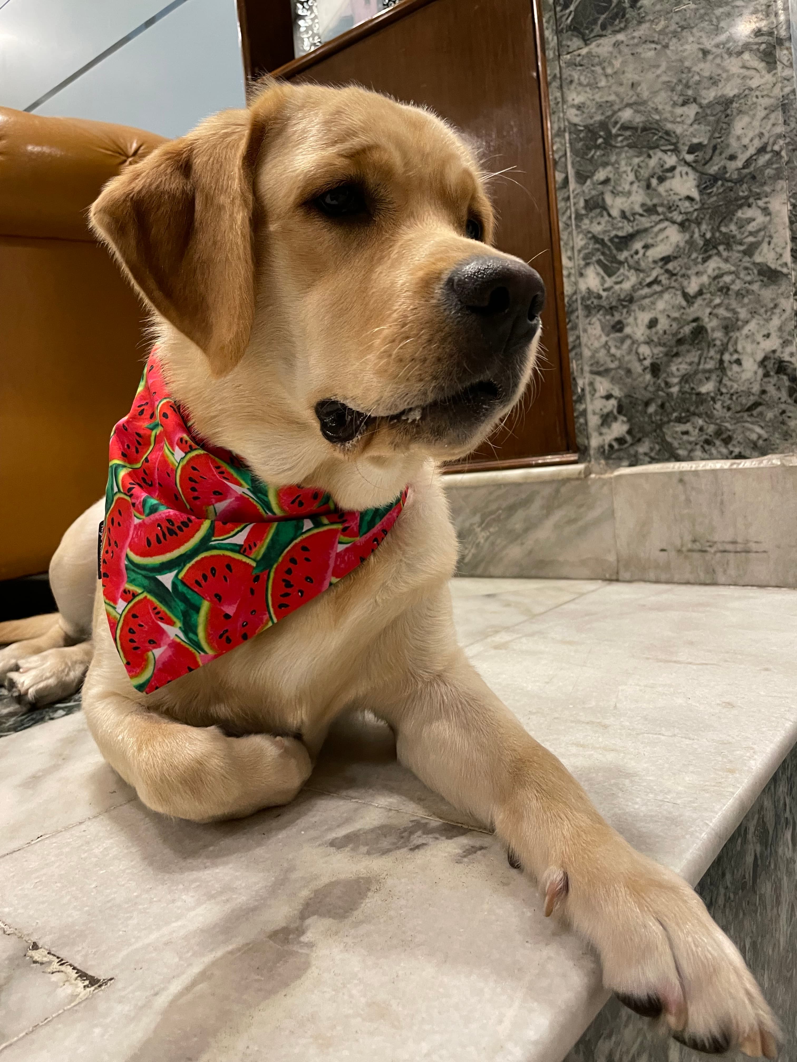 One in a Melon tie on Bandana image 2