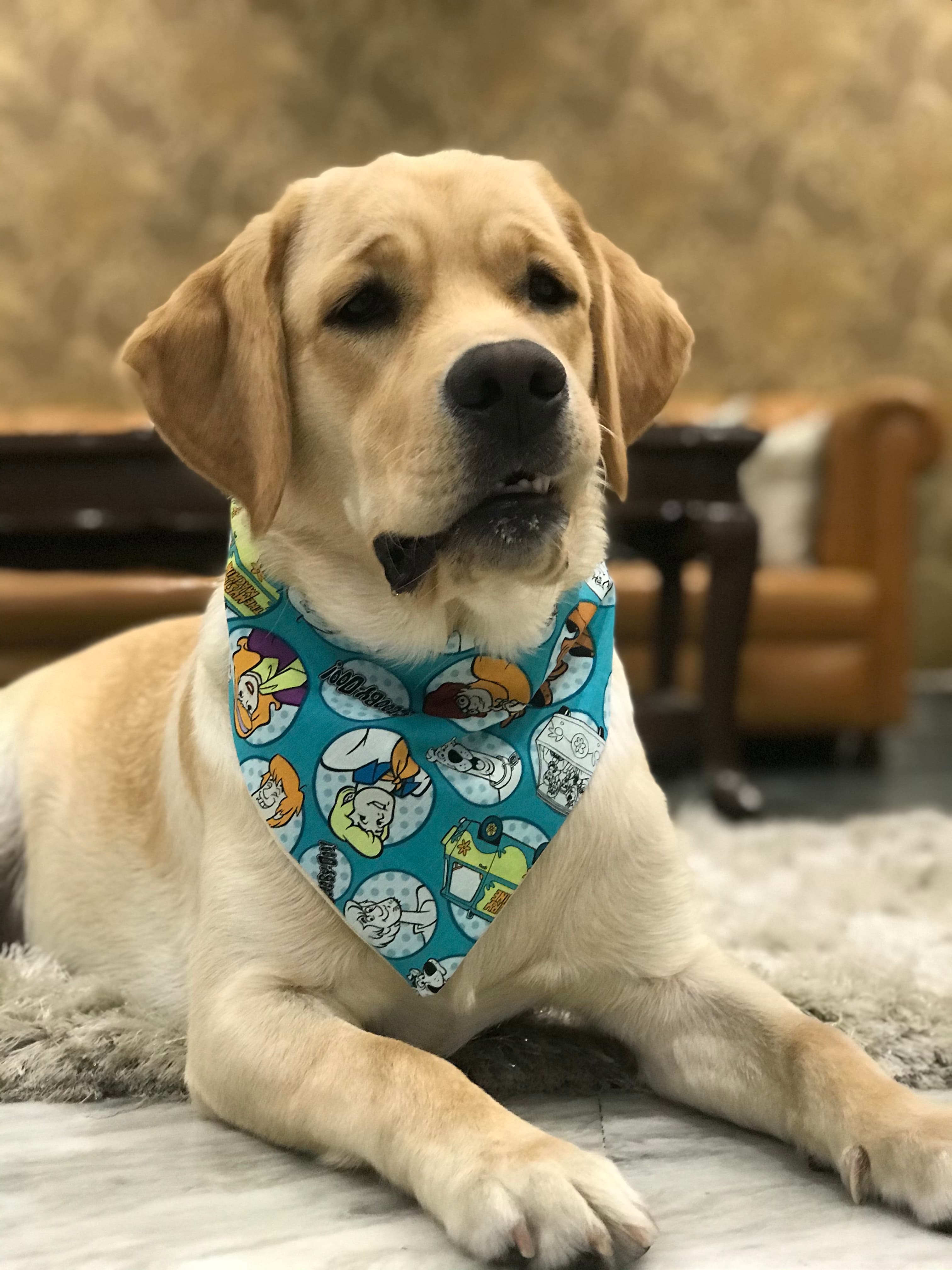 Scooby Style tie on Bandana image 3