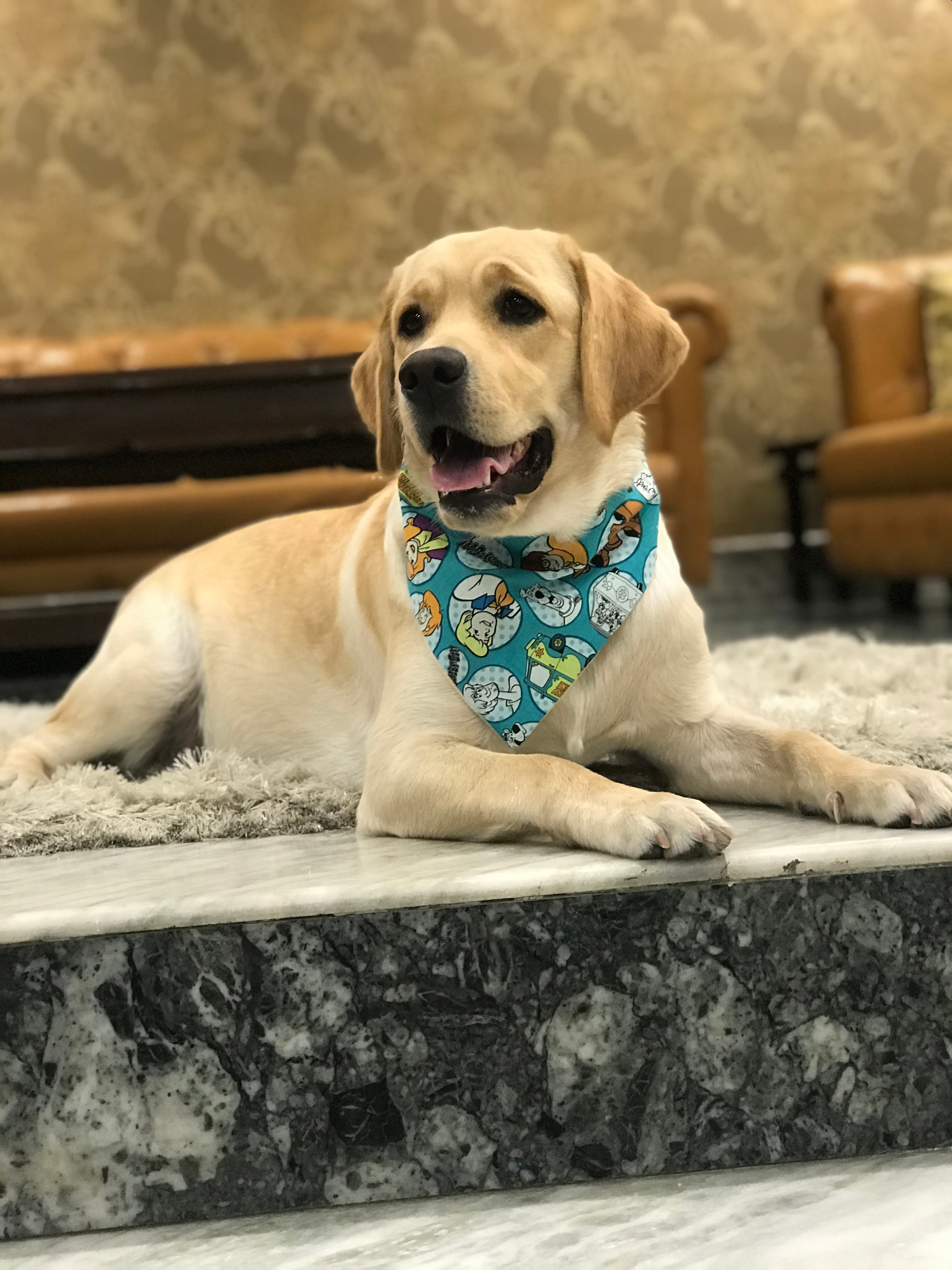 Scooby Style tie on Bandana image 4