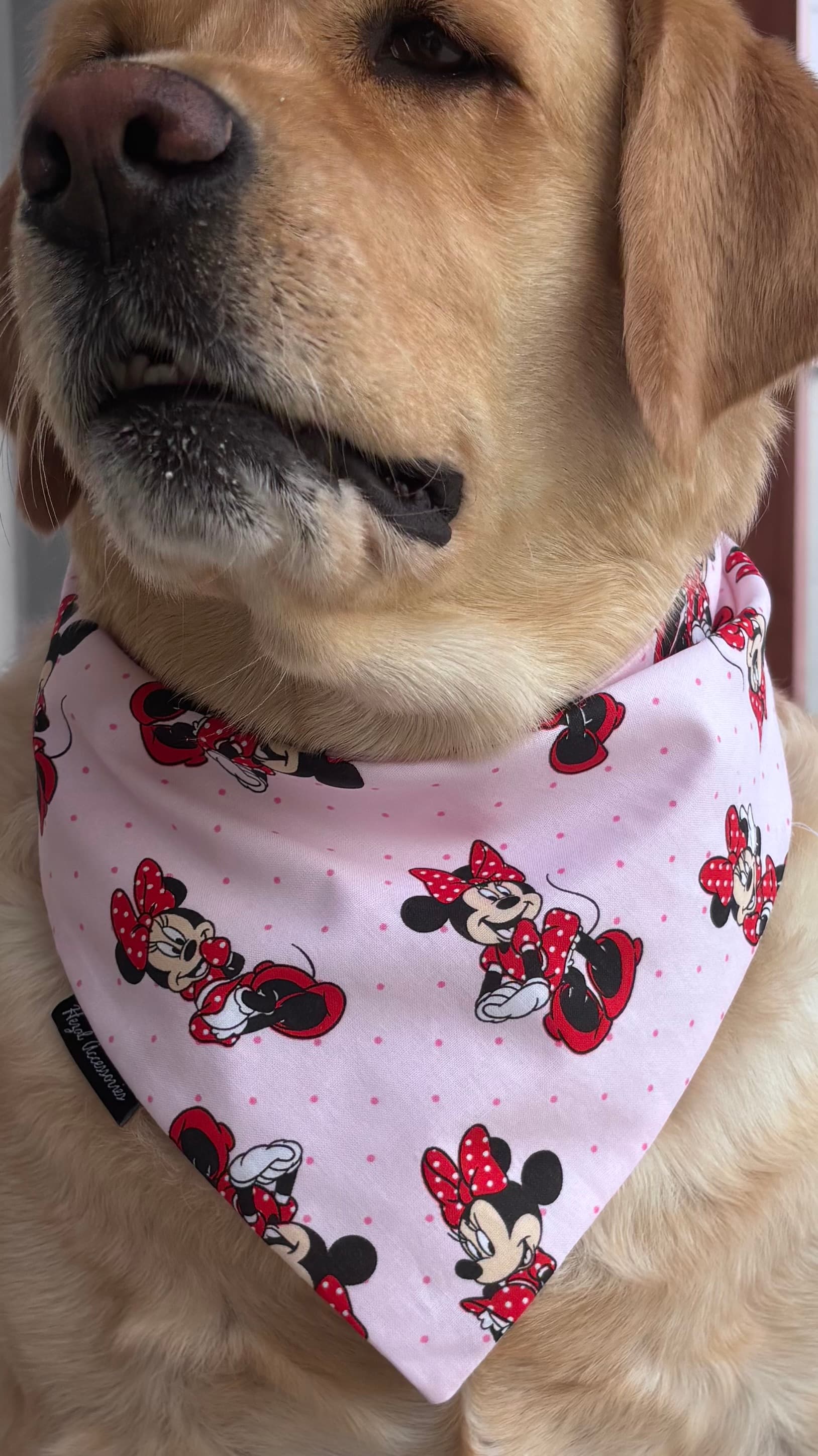 Minnie Magic Tie-On Bandana image 5