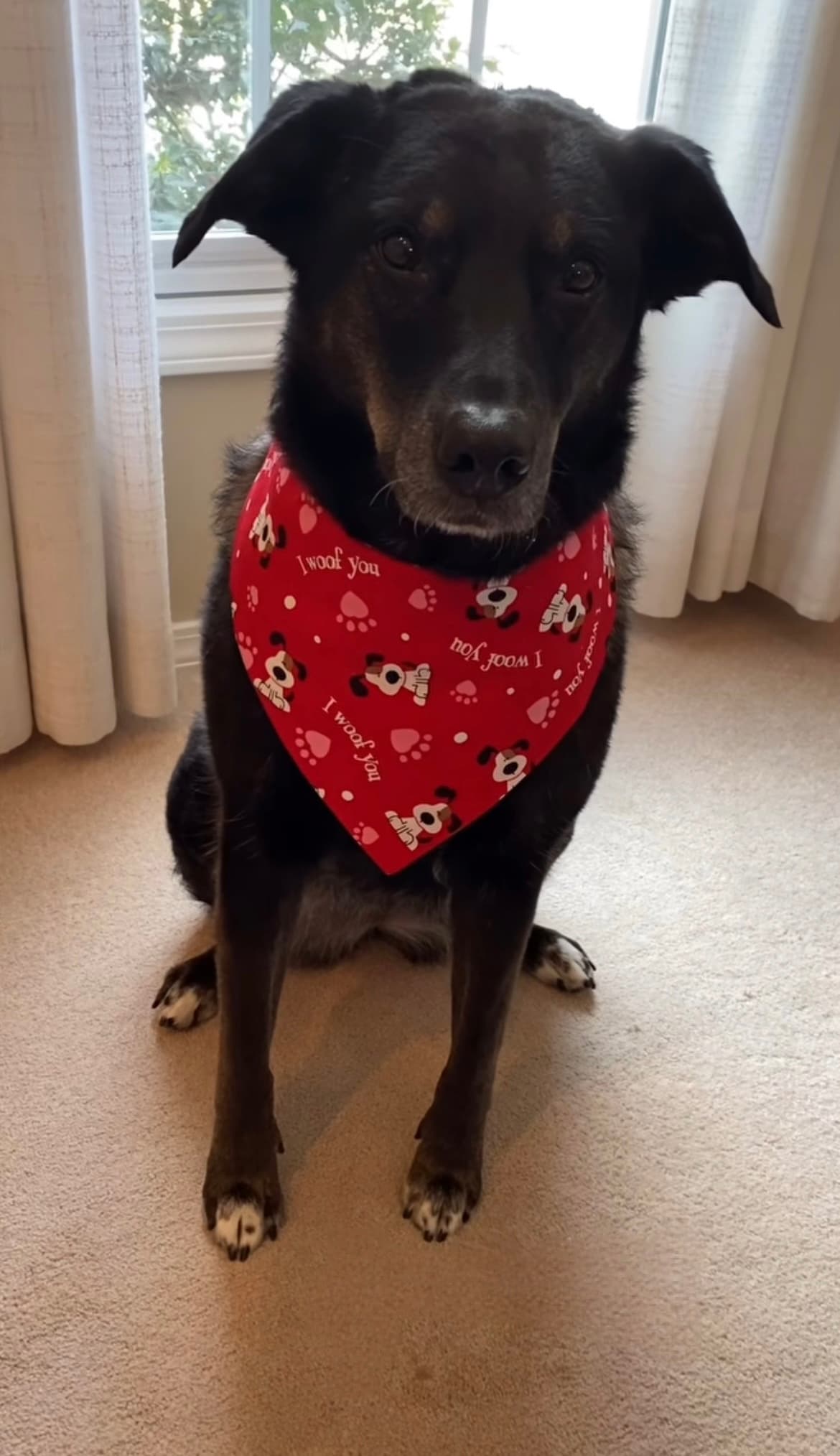 I Woof You Tie-On Bandana  image 5