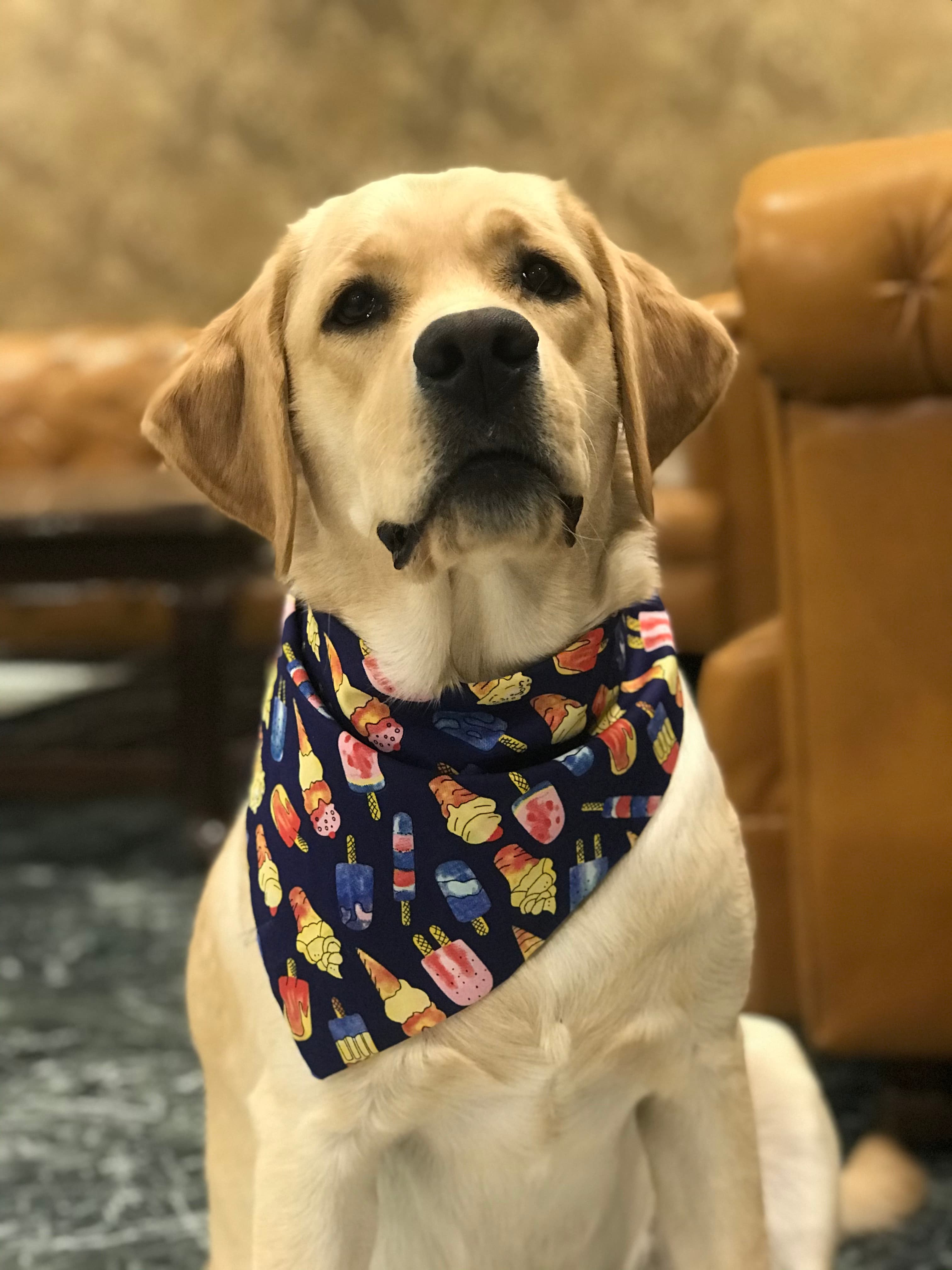 Sweet Treats tie on Bandana  image 2