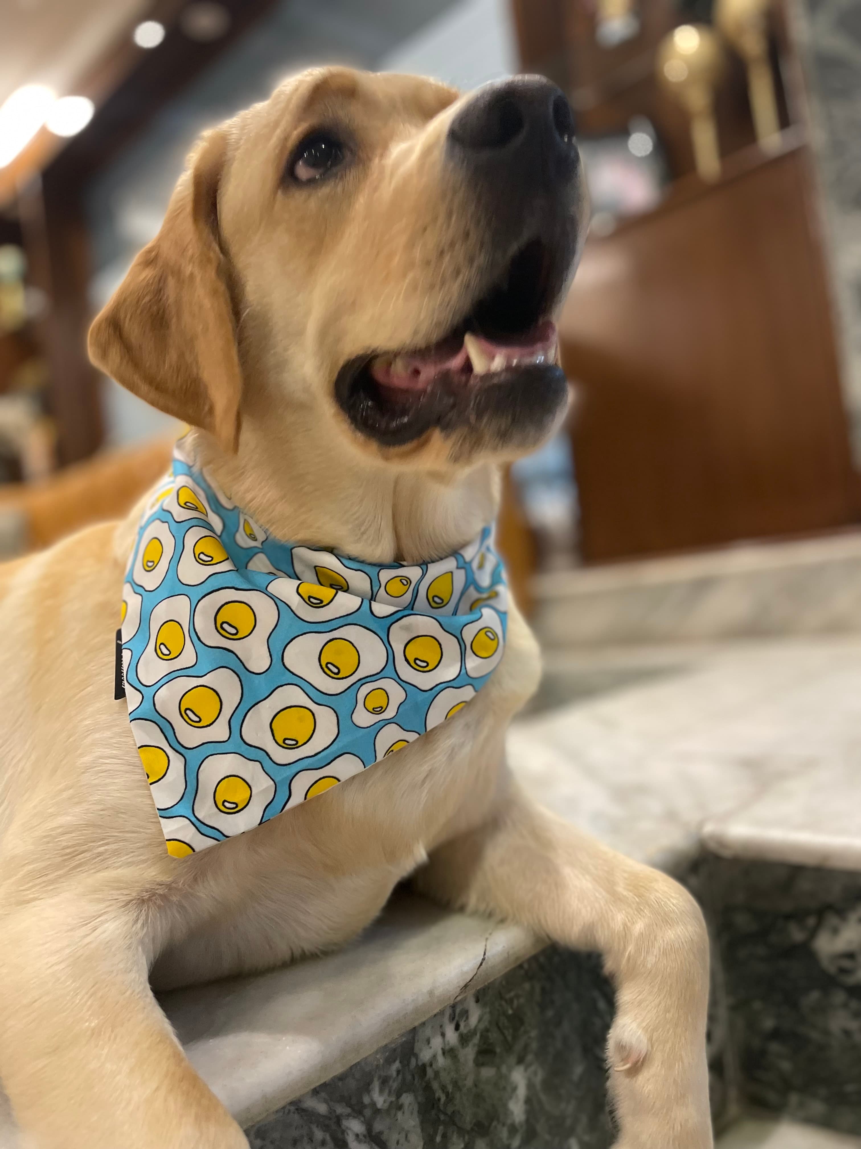 Sunny Side Up tie on Bandana 🍳  image 4