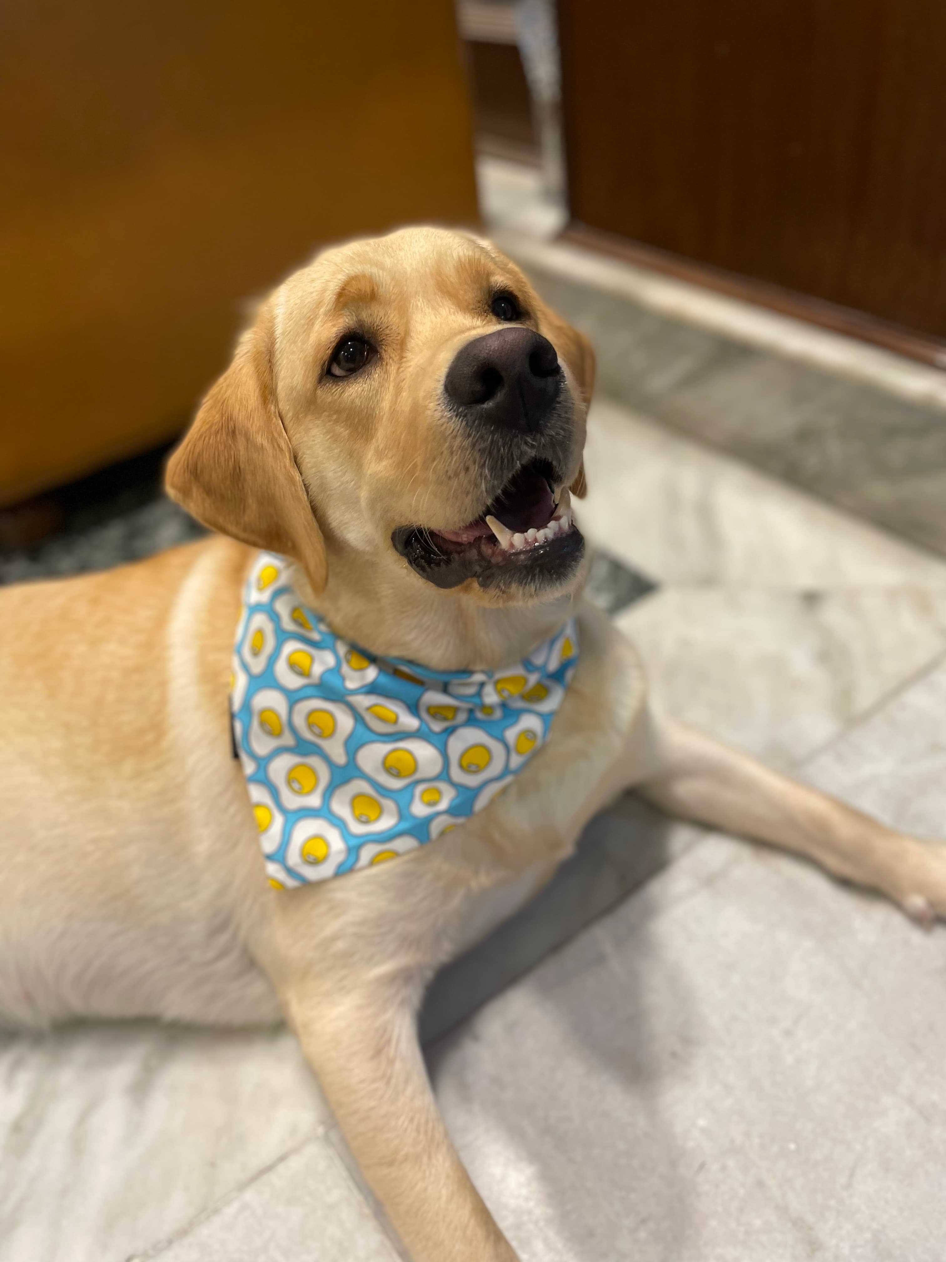 Sunny Side Up tie on Bandana 🍳  image 3