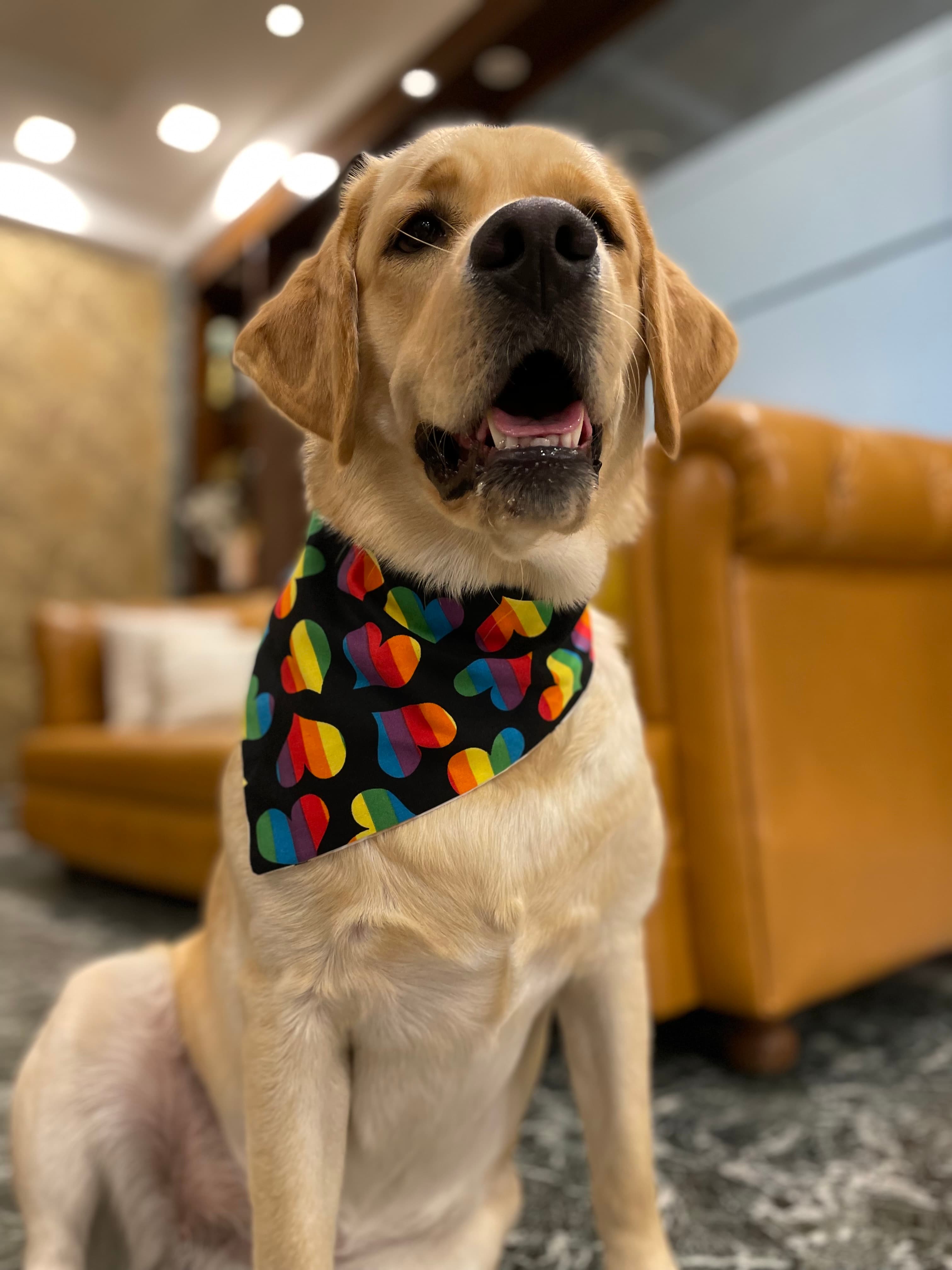 Love & Pride Bandana 🌈❤️🐾 image 2