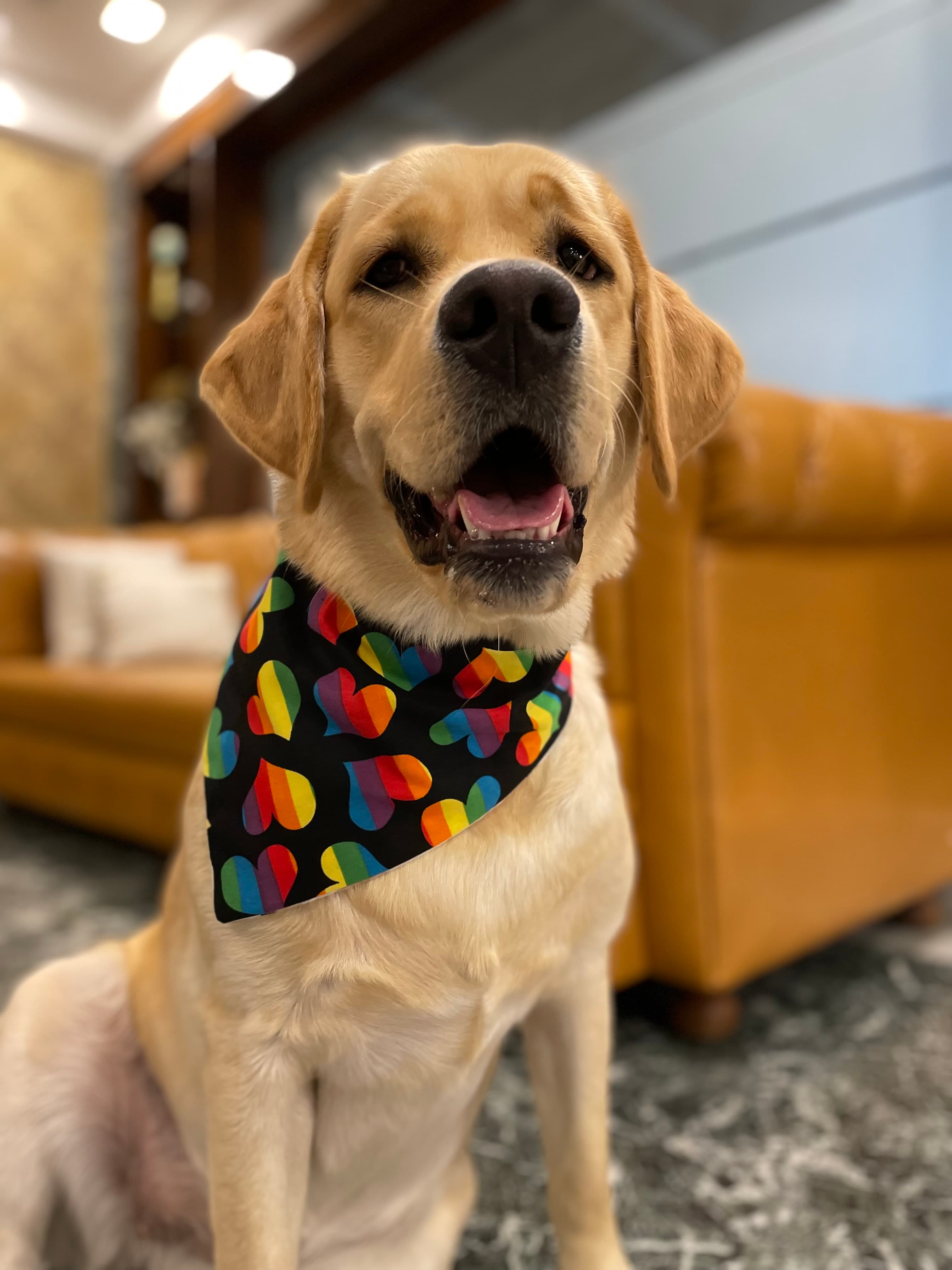 Love & Pride Bandana 🌈❤️🐾