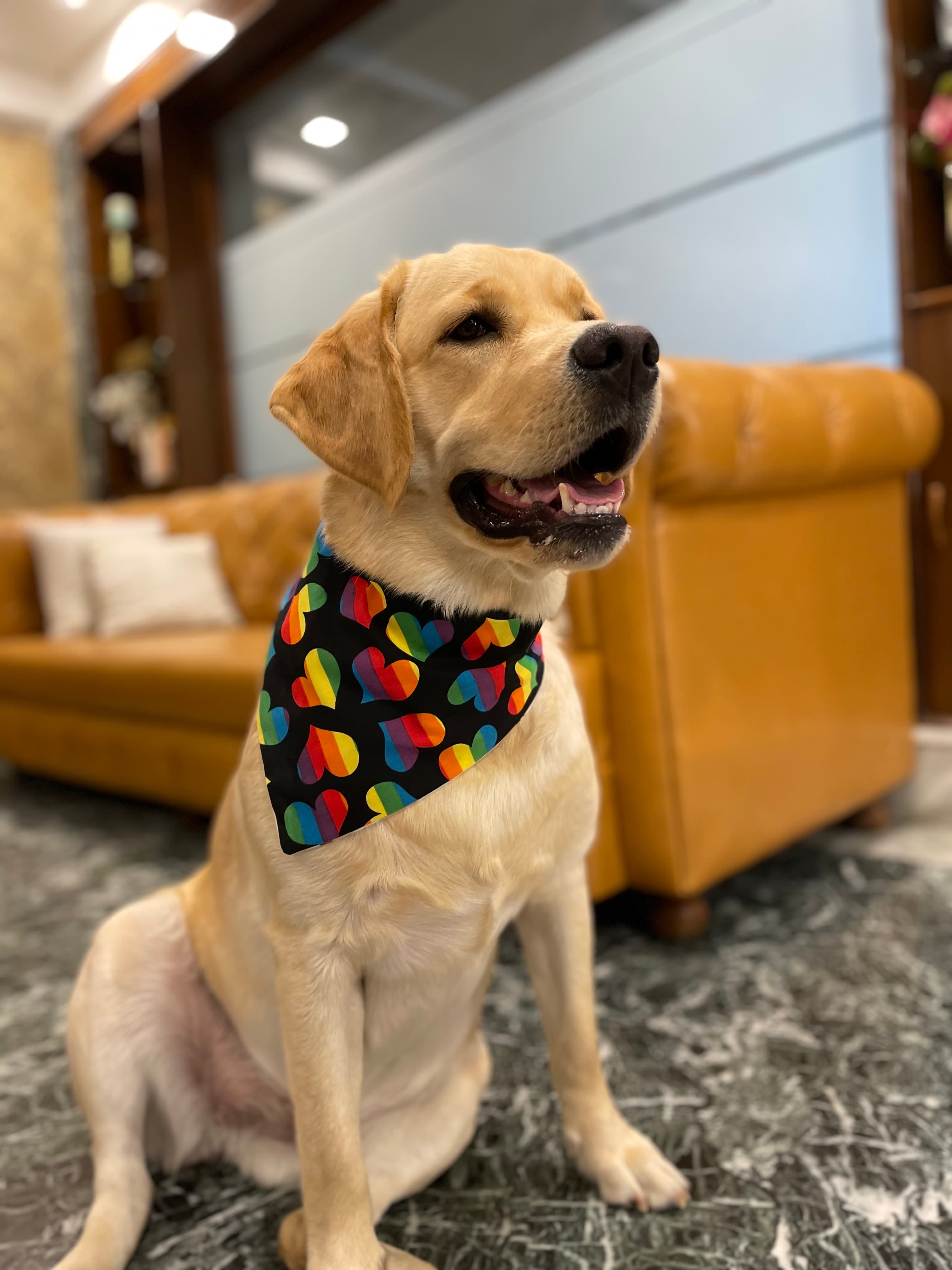 Love & Pride Bandana 🌈❤️🐾 image 3