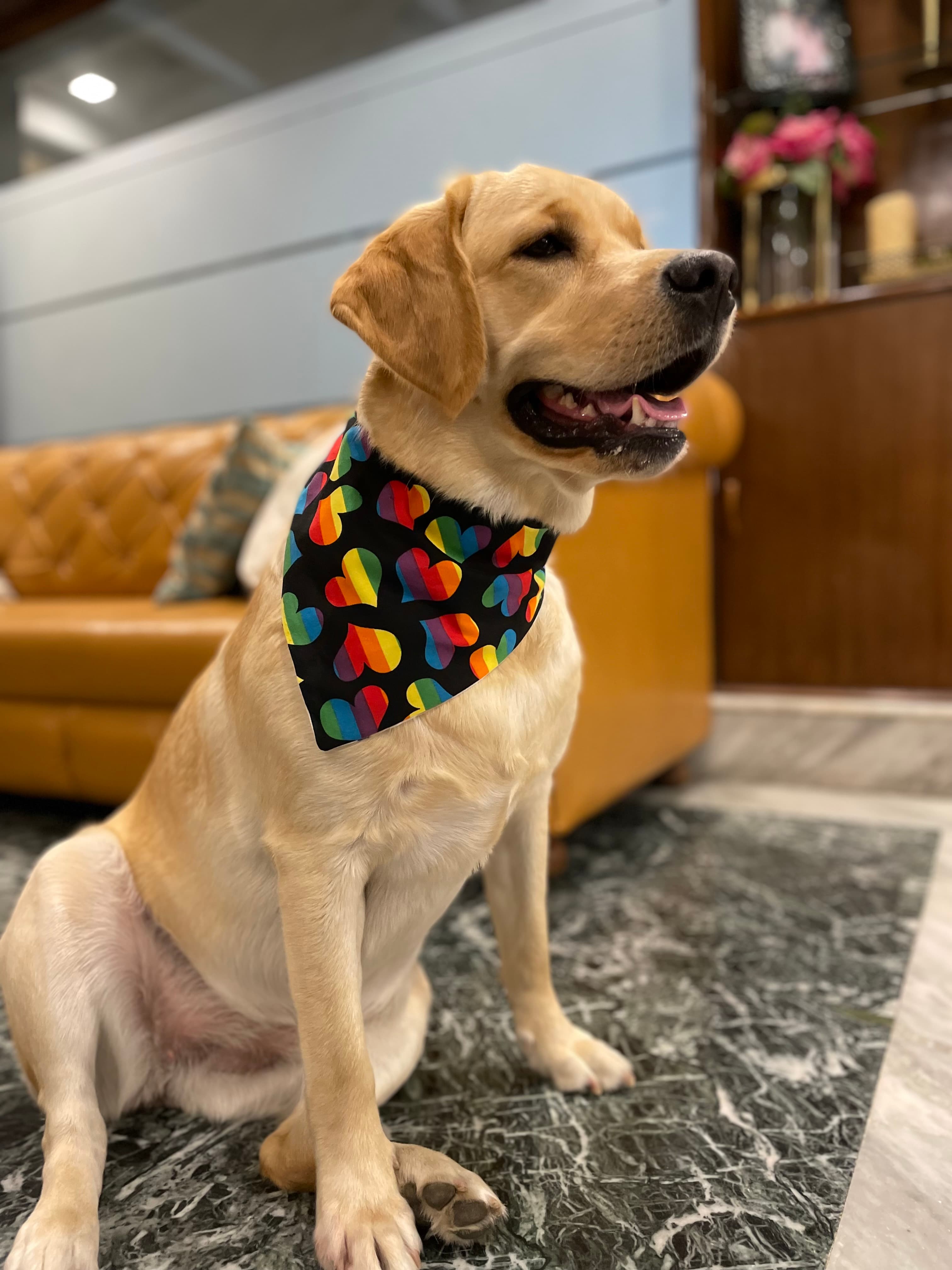 Love & Pride Bandana 🌈❤️🐾 image 4