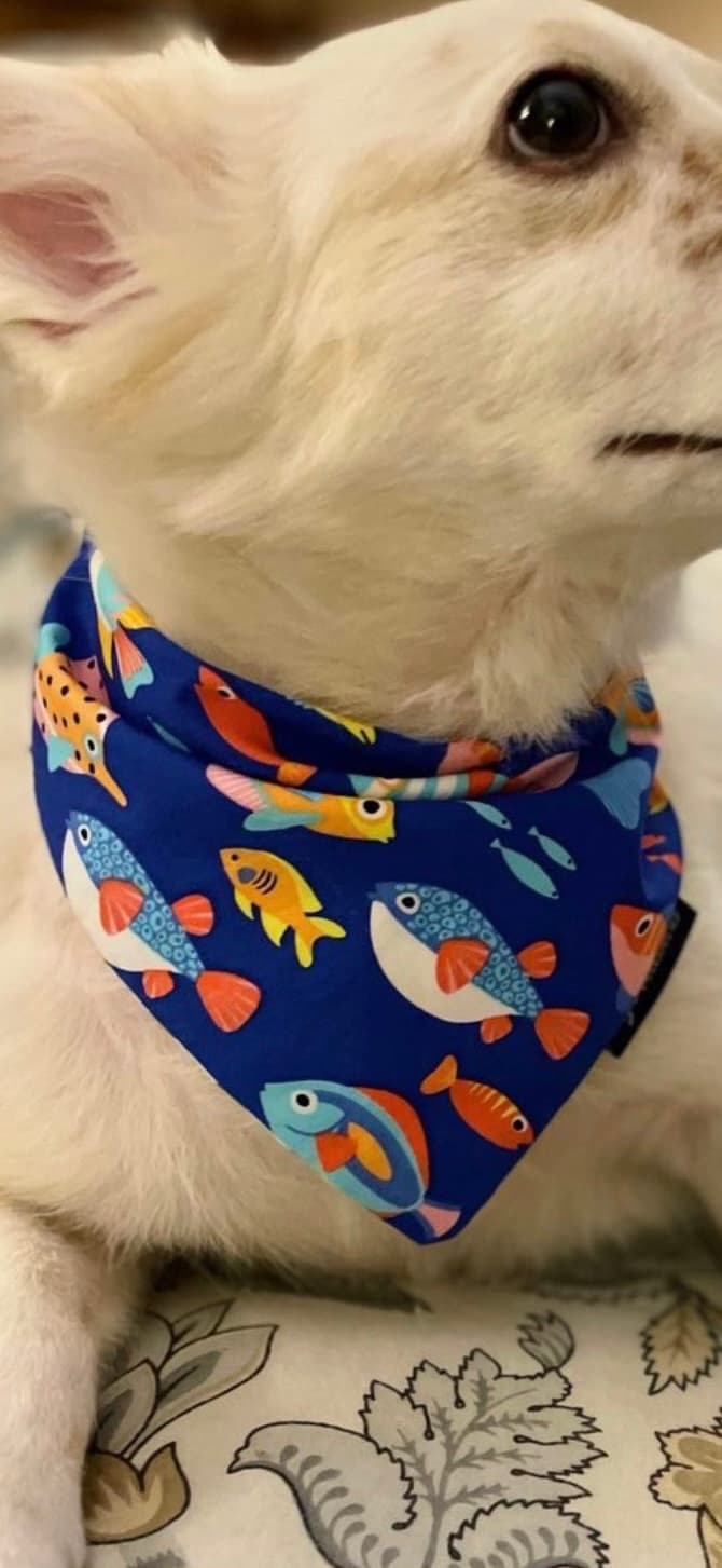 Ocean Paws tie on Bandana  image 3