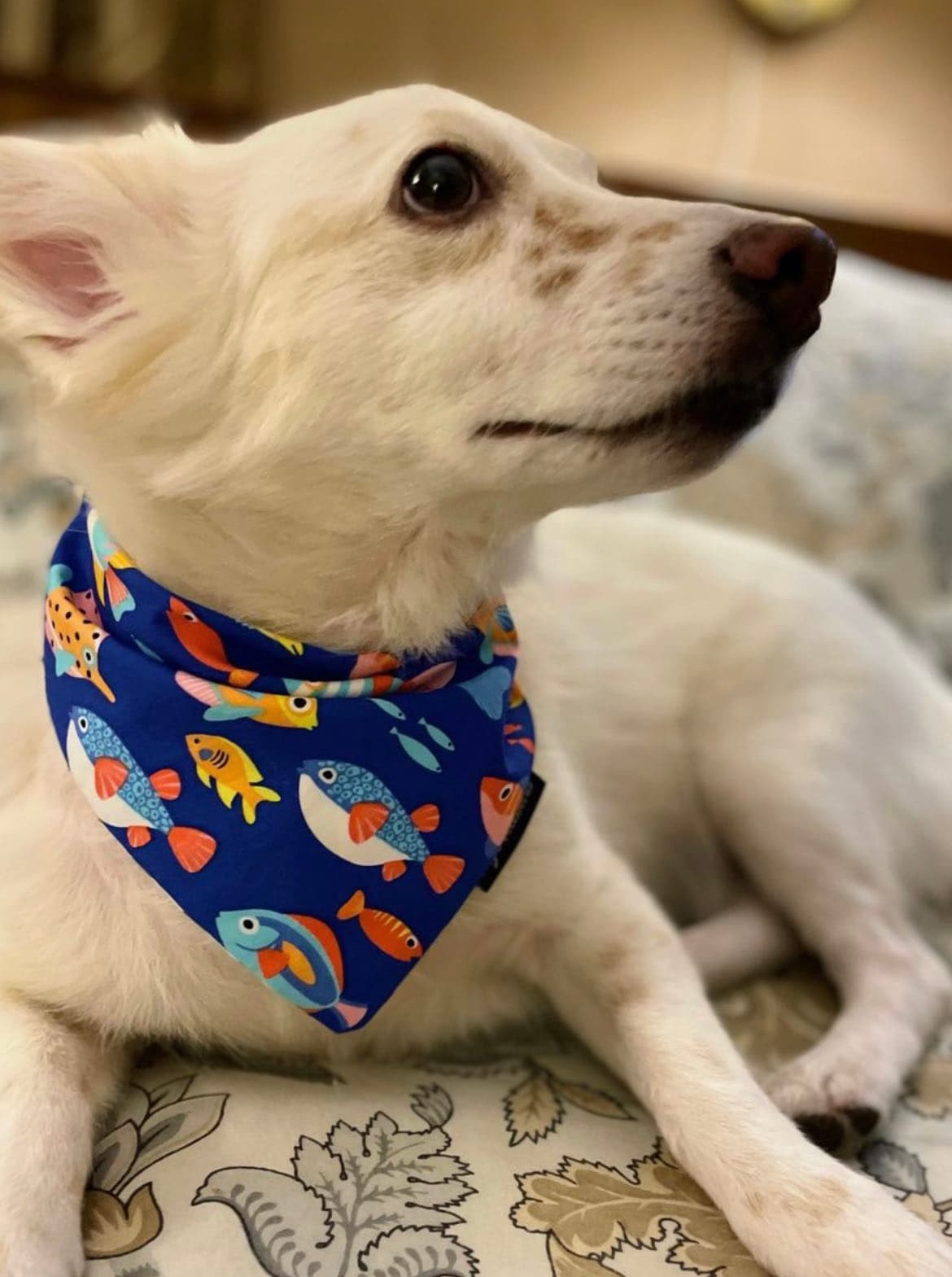 Ocean Paws tie on Bandana  image 2