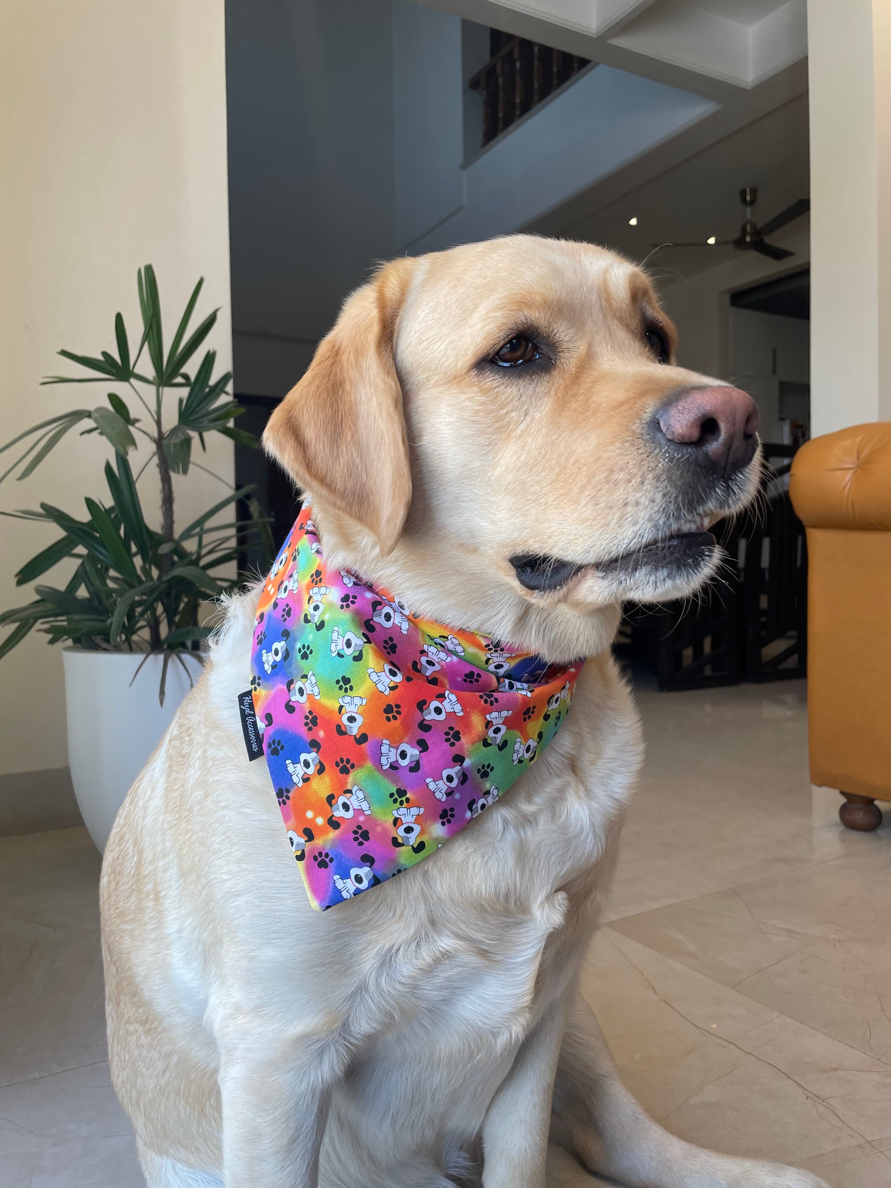 Pawsitive Vibes tie on Bandana  image 3